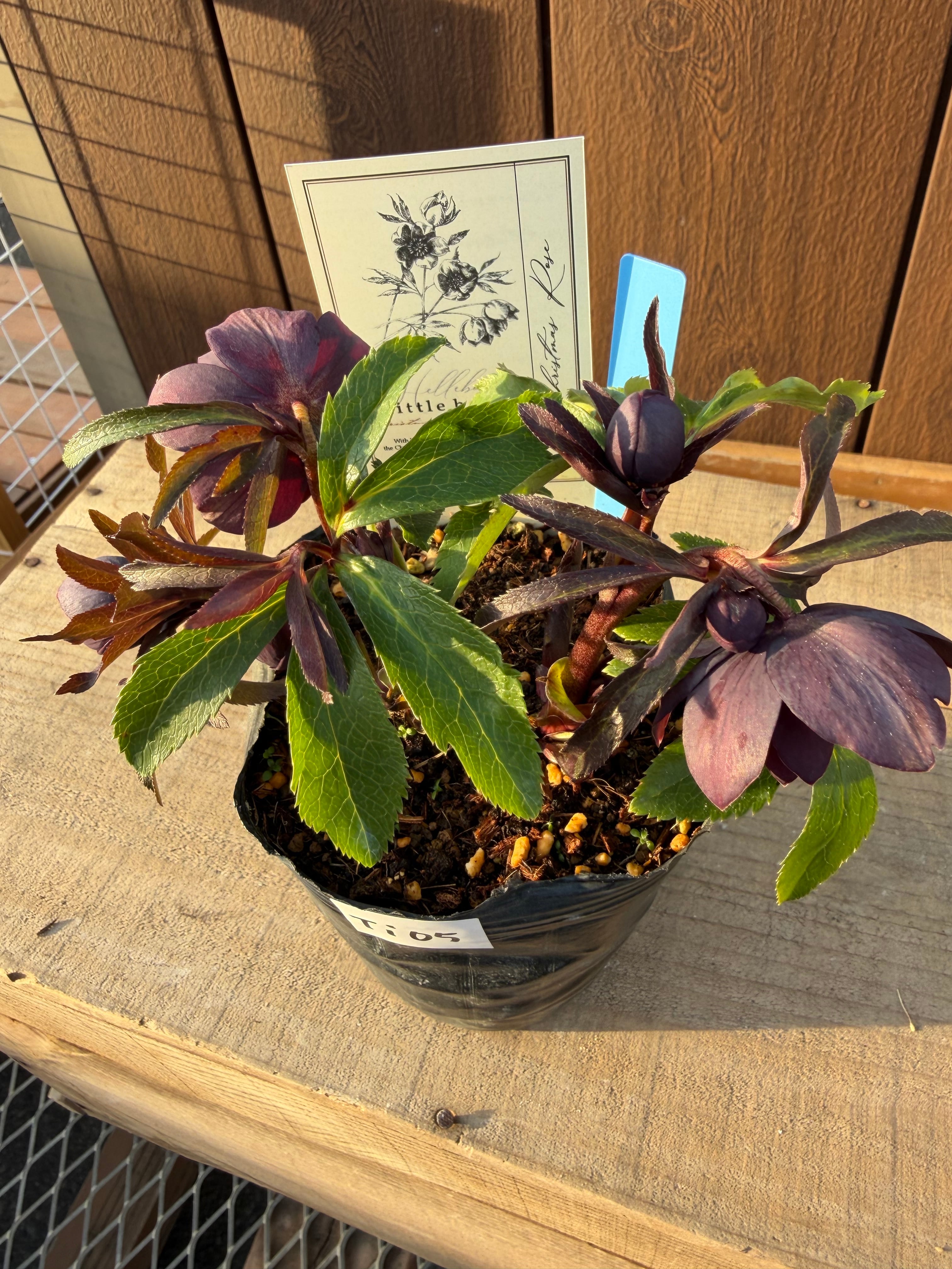 リトルビーストファントム アトロルーベンス系ダブル 高橋育苗