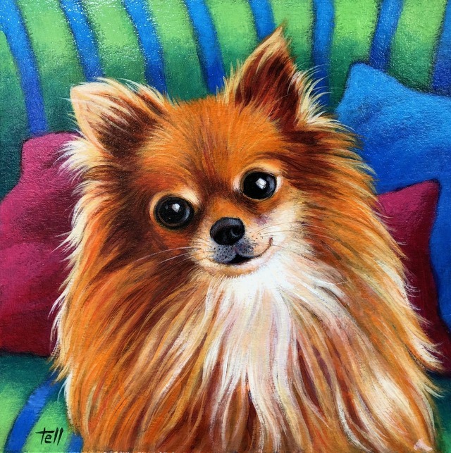 私のソファ（ポメラニアン）