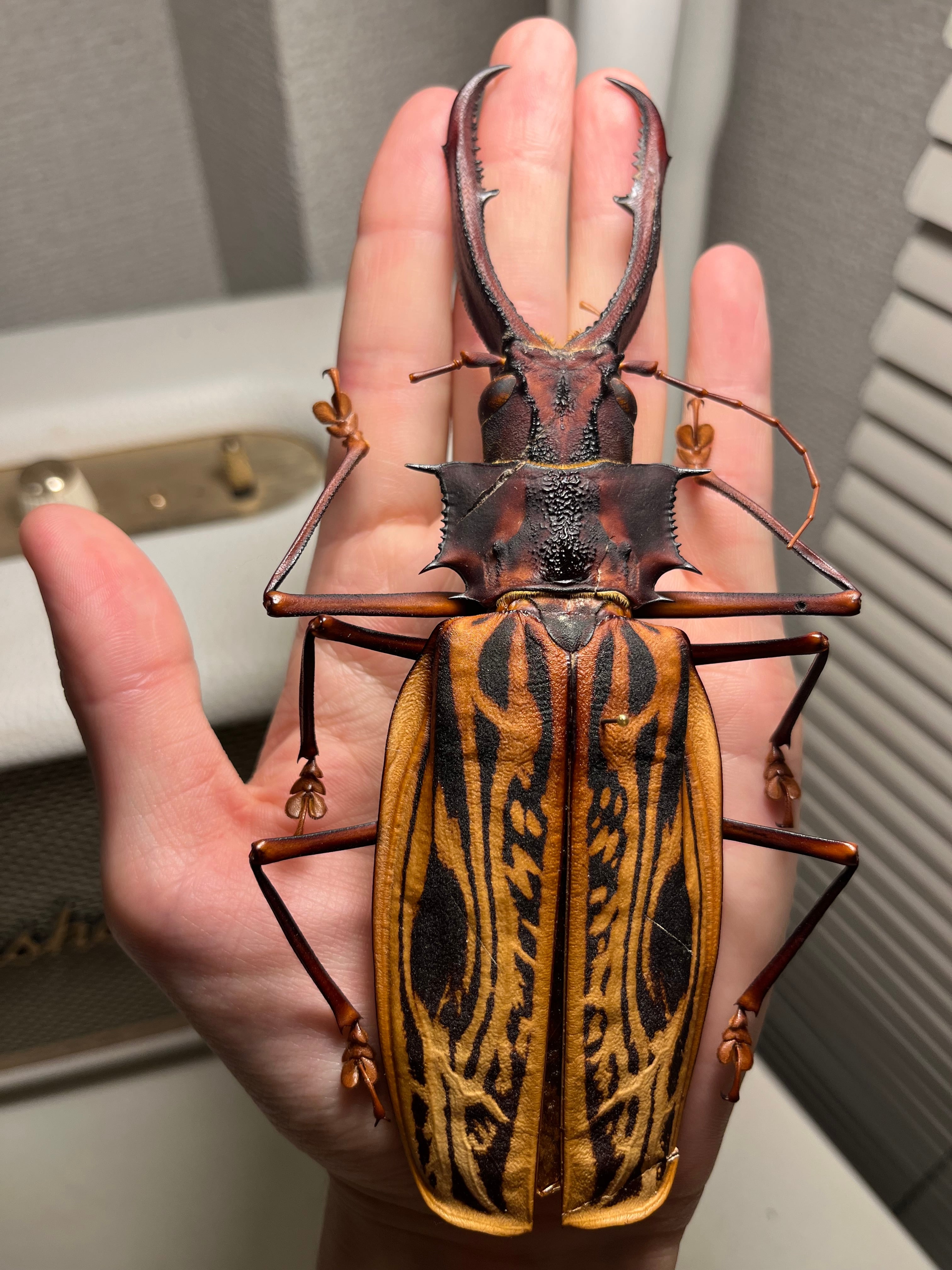 58mm】赤 ケラモドキカミキリ 大型 Hypocephalus 昆虫標本 ケラモドキ