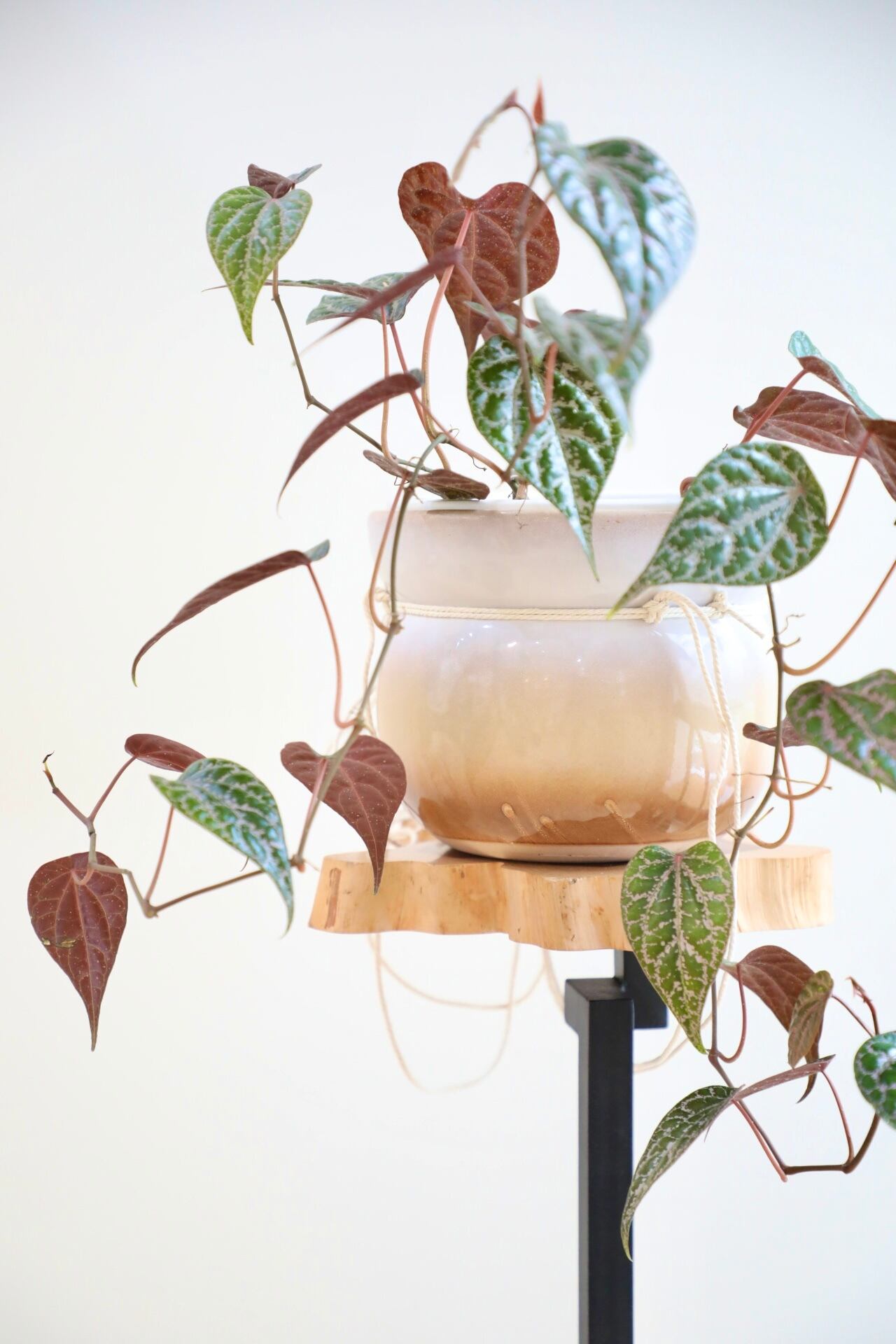 S】ピペル オルナツム/Piper ornatum ※北欧ハンギングポット付き