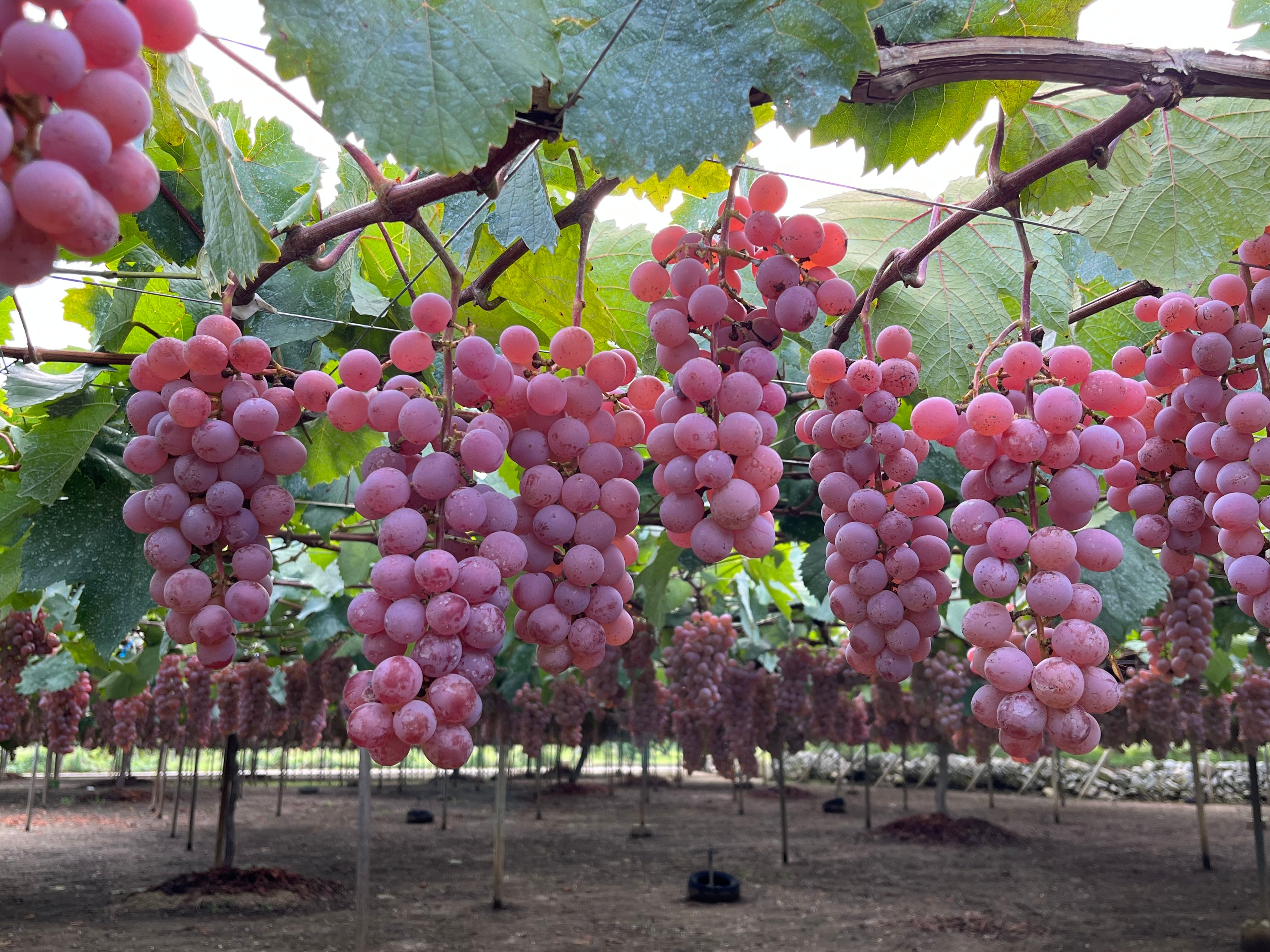 イベント1/17（土）【白百合醸造　コラボランチイベント】12:00～