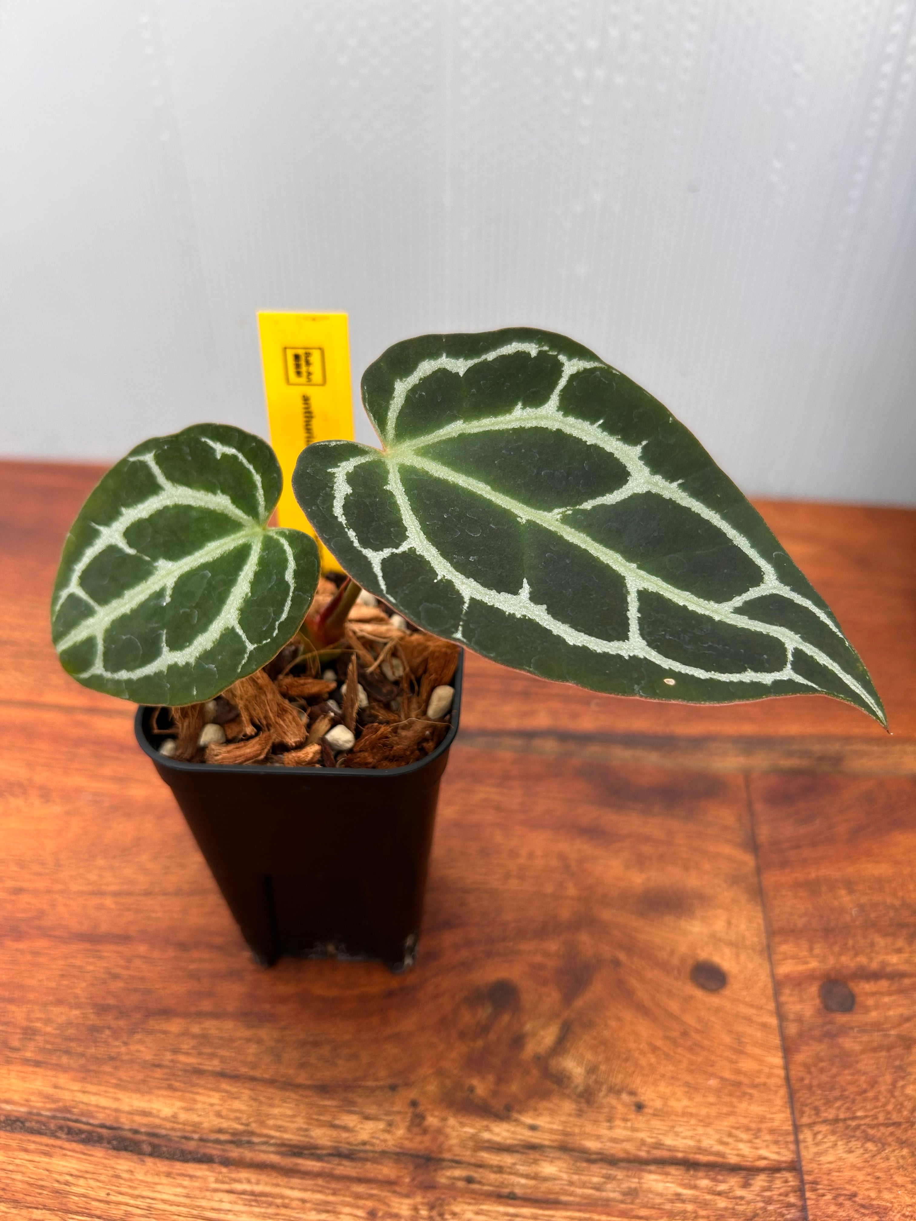 Anthurium | BALI-AN 園芸