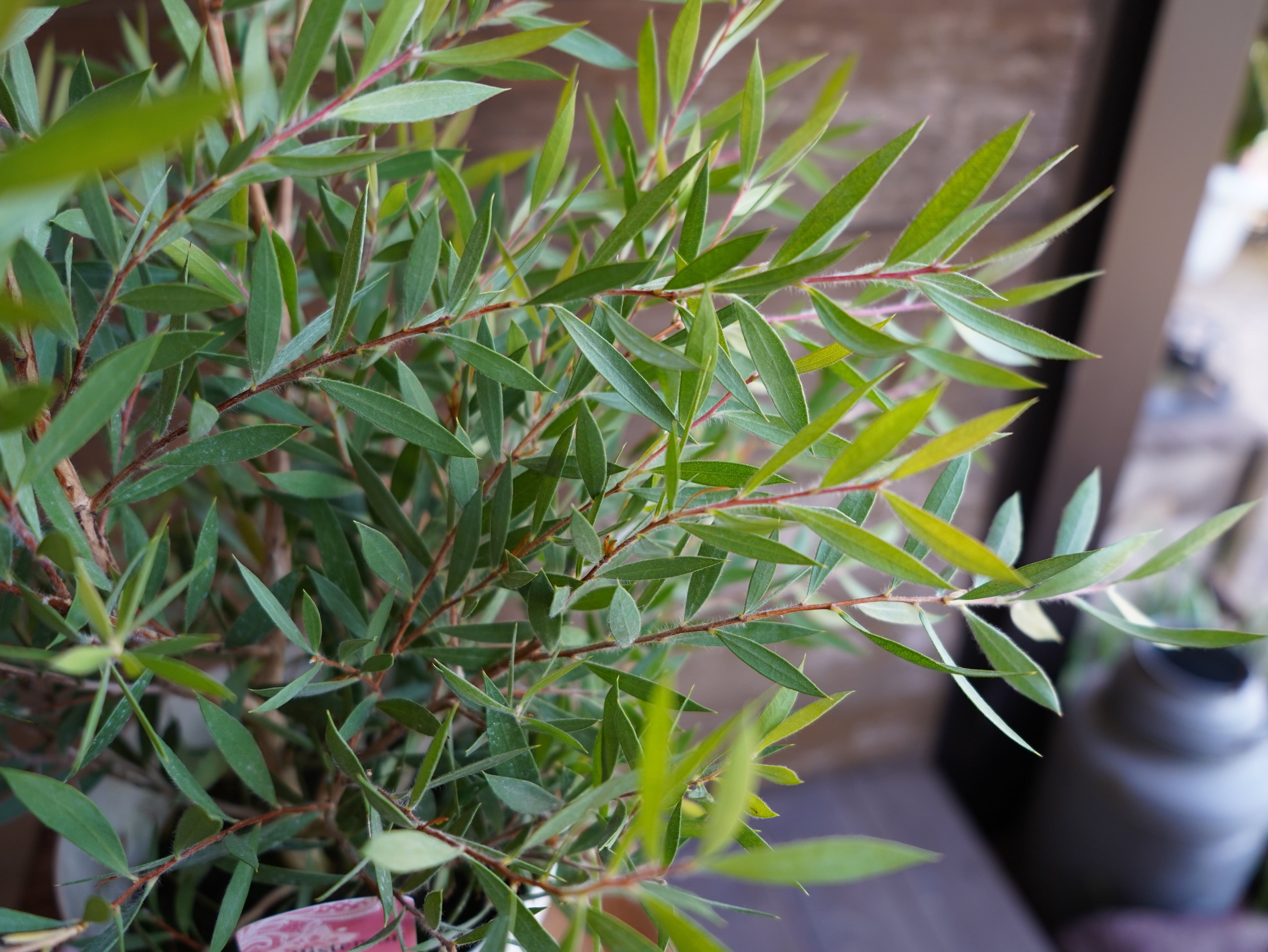 【現物】カリステモン ”パープルスプレンダー”