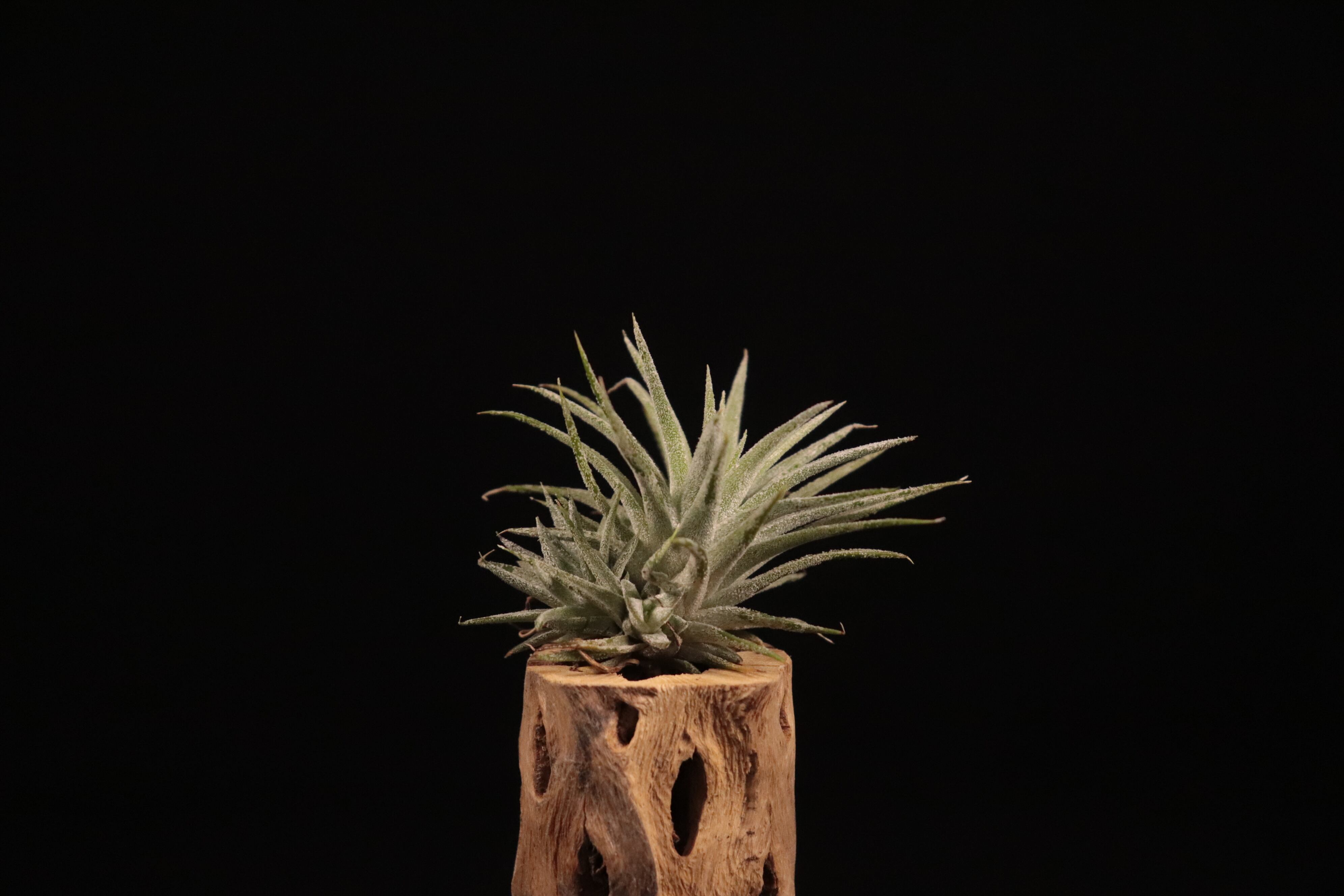 reserved】ionantha 'Monstrose' × ionantha var. vanhyningii 'Jumbo