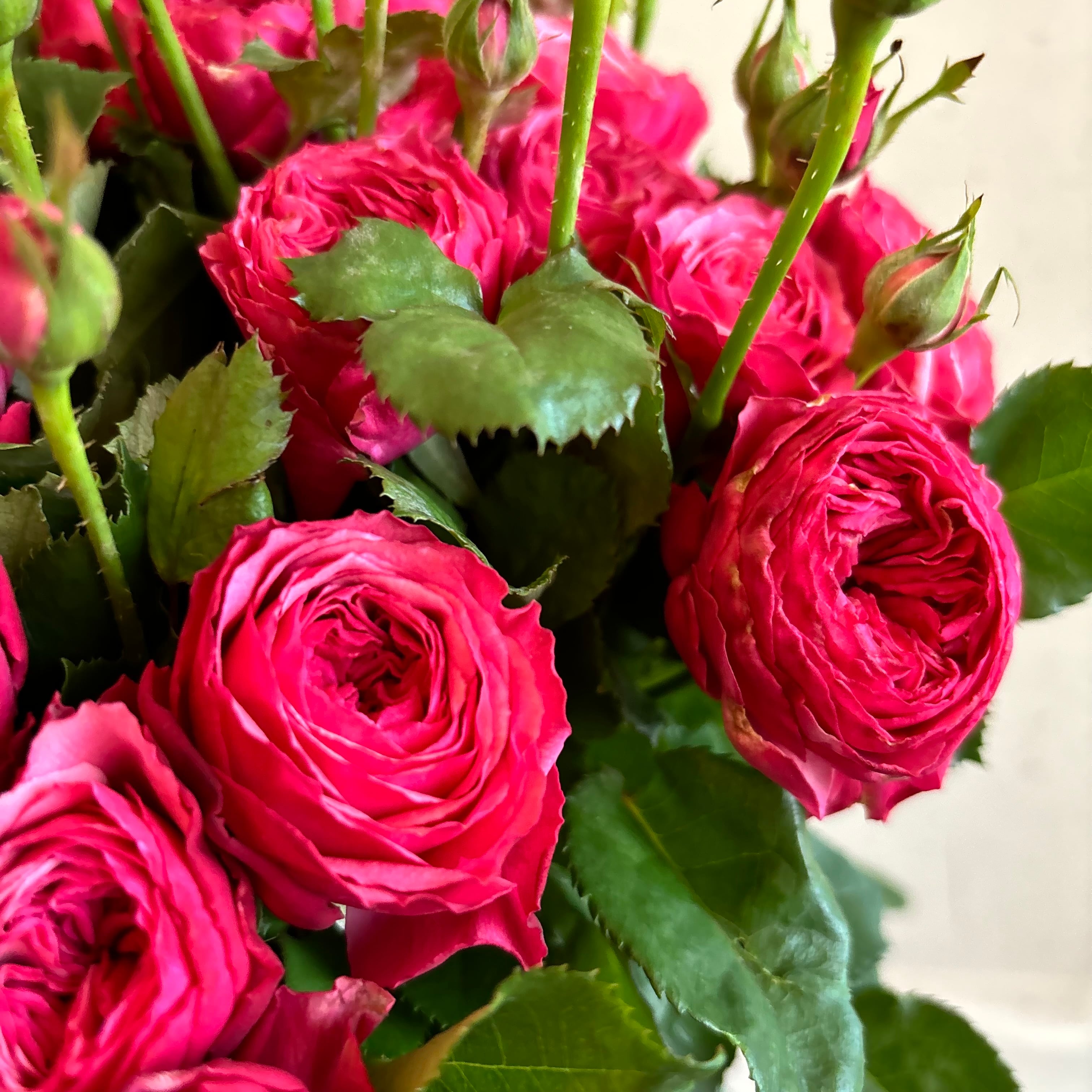 FINEROSE 特集 | 新鮮お花問屋 Jp-Farmers.com