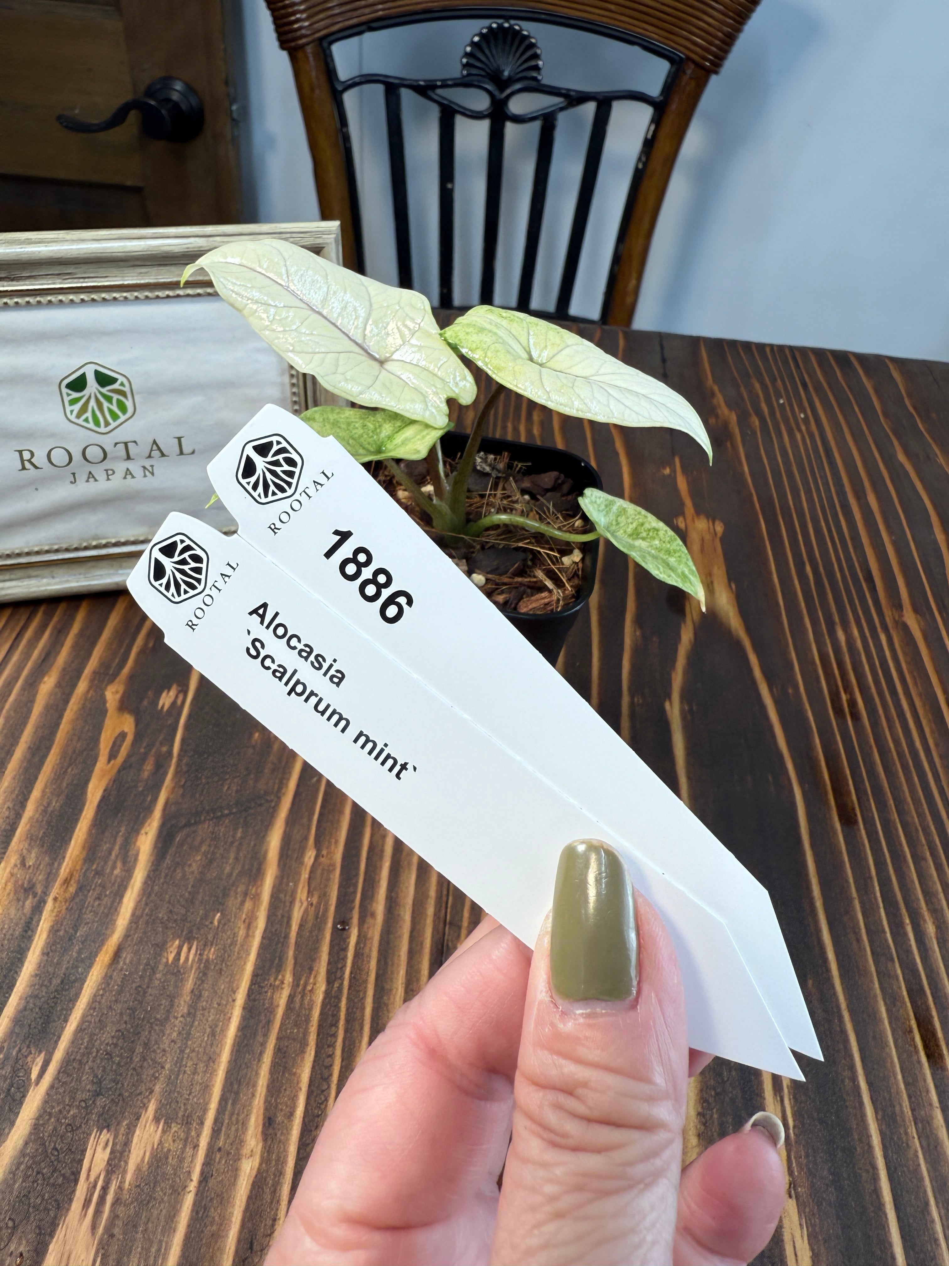 スカルプラム | ROOTALPLANTS