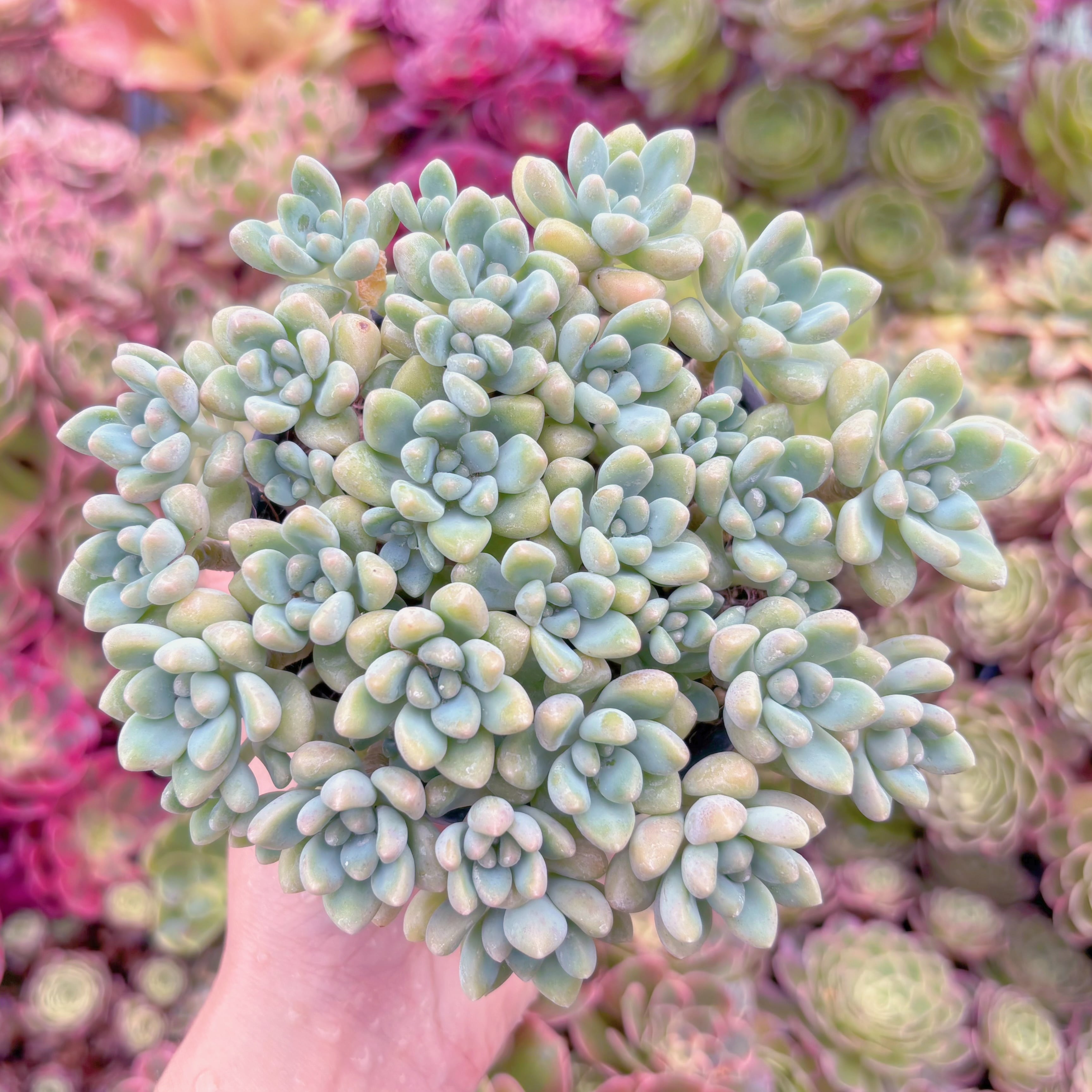 現品　ホワイトケーキ#K599　大群生　るる農園