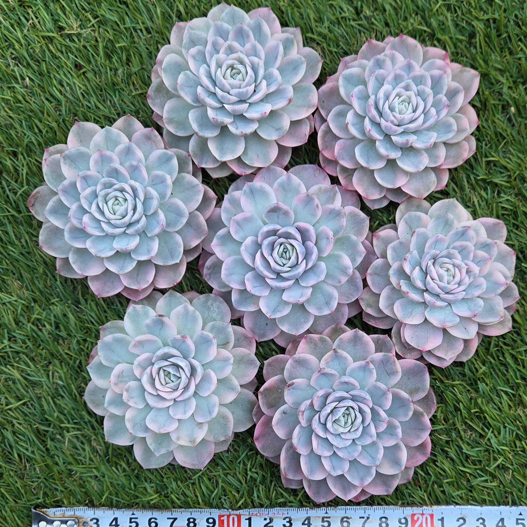 Top【選抜株】多肉植物　22021 スノーボール 錦12個　鉢無し/脱土 メキシカンスノーボール錦 | 多肉Garden＊Grow