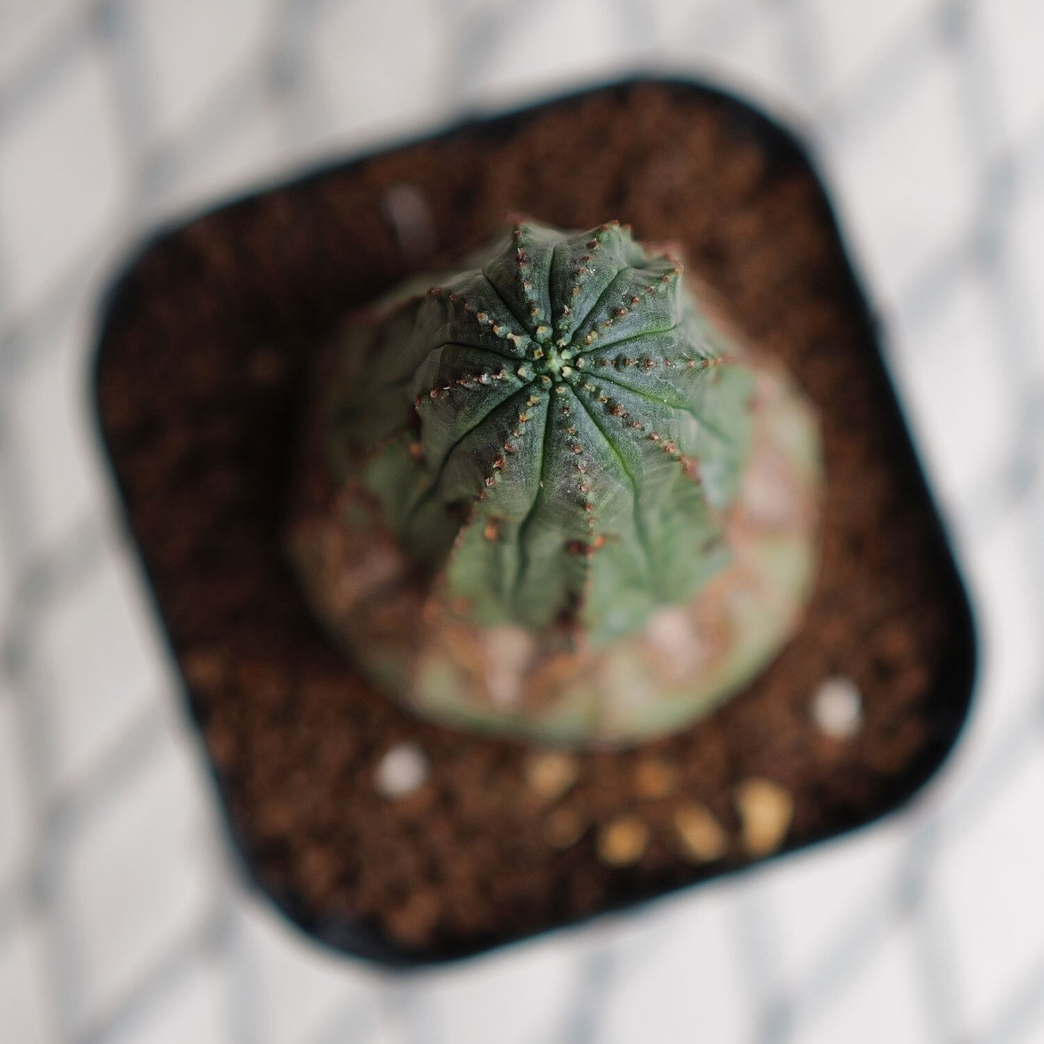 捻じれ モンスト オベサ / ユーフォルビア | LIGHTHOUSE.PLANTS - 海外