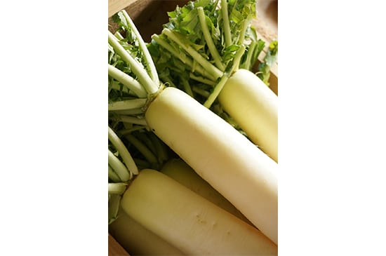 【春大根の旨み】大根・1本(4/17発送開始)