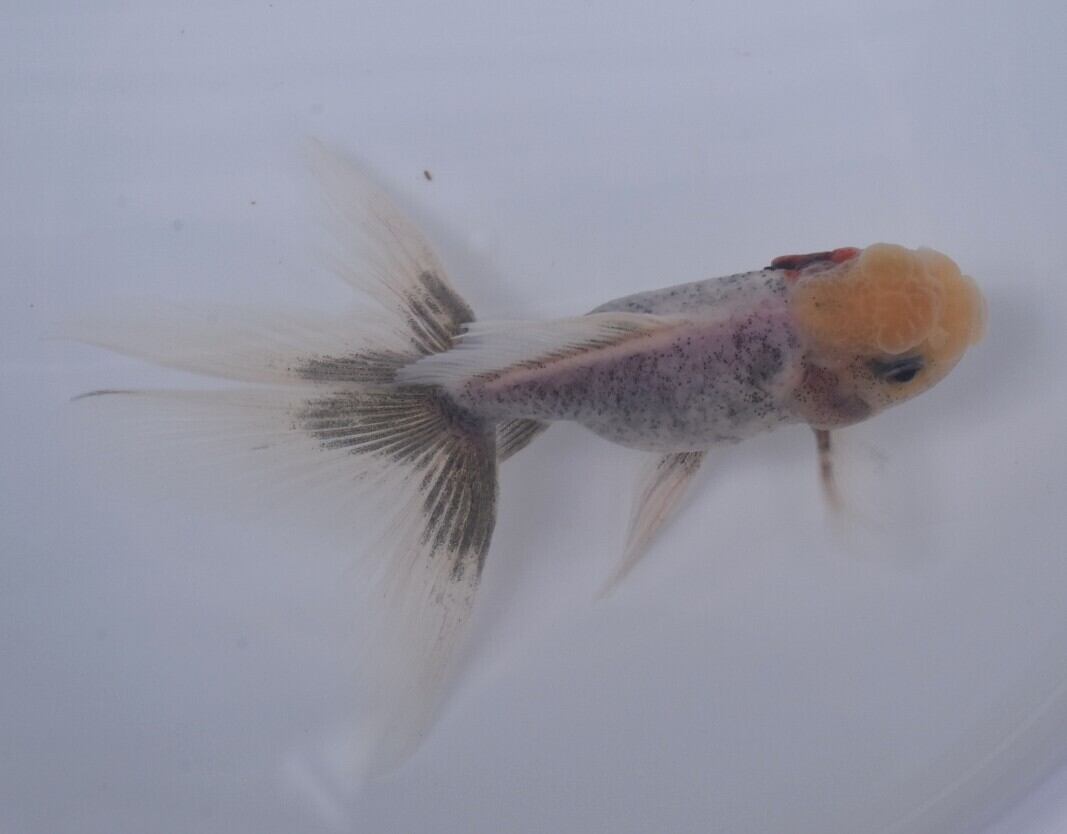 東錦　鈴木系 鈴木系五色東錦【SG-H02】 | 〈金魚専門店〉fishfarmjp1