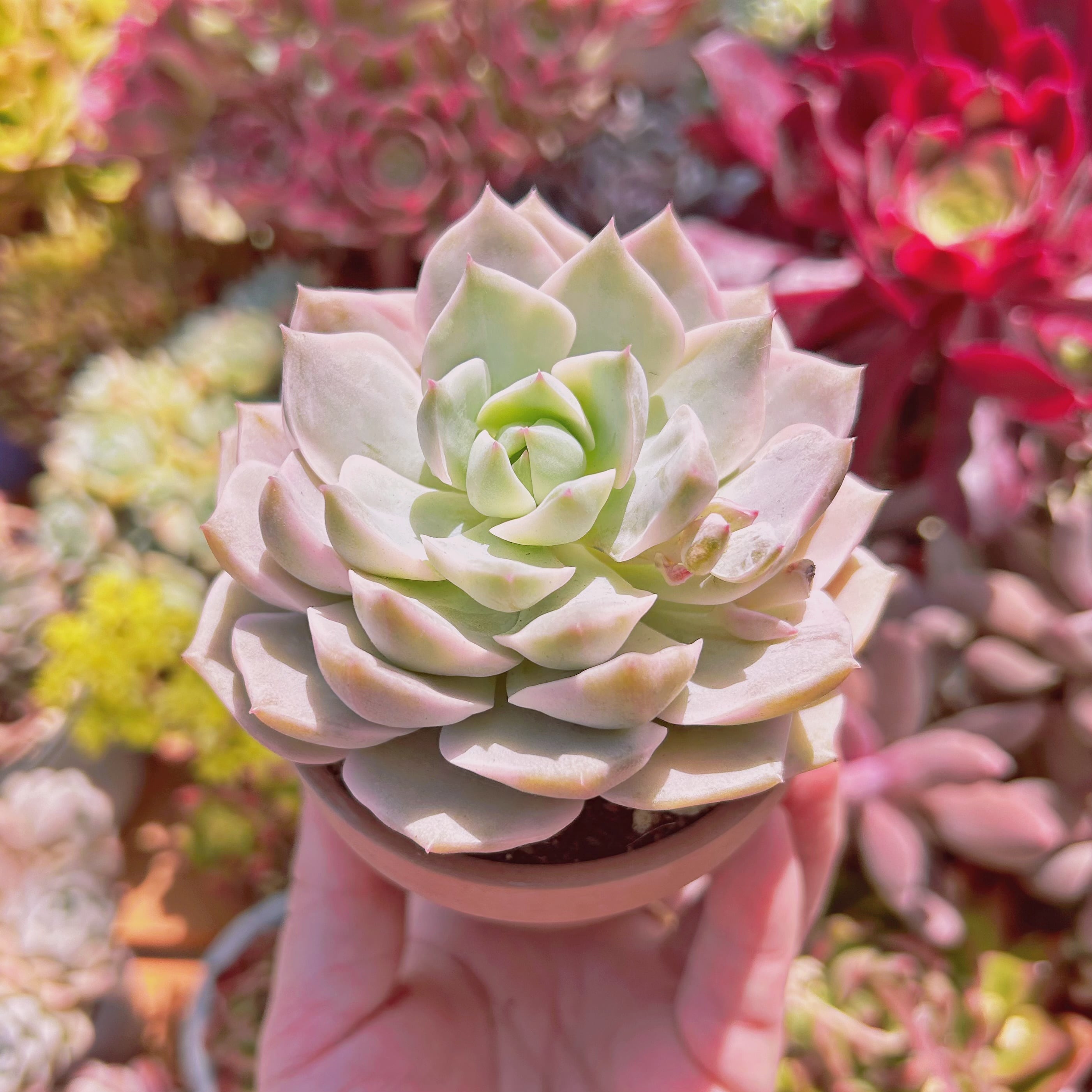 多肉植物 白牡丹錦 特大 | るる農園~多肉植物専門