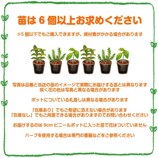 ハーブ 苗 セット レモンバーム 30個 | ハーブ苗のポタジェガーデン 本店