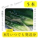 【8月いつでも発送】看板生とうもろこし5本