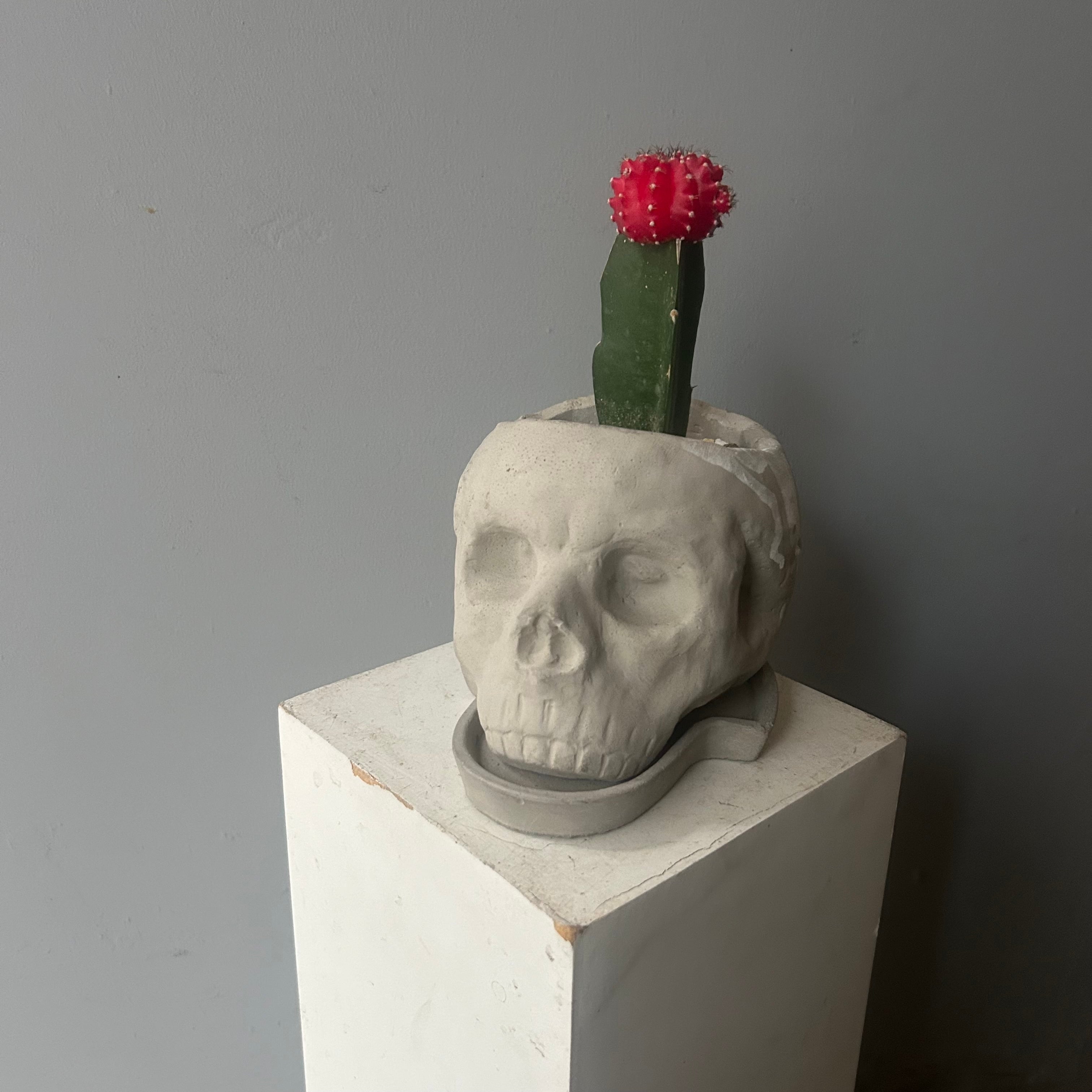 送料無料！チランジア キセログラフィカ特大 エアプランツ | ハルカゼ