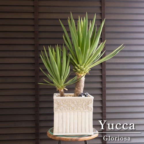 ユッカ グロリオサ Yucca Gloriosa 2本立ち スクエアー グラスファイバーポット アツバキミガヨラン 0813IV