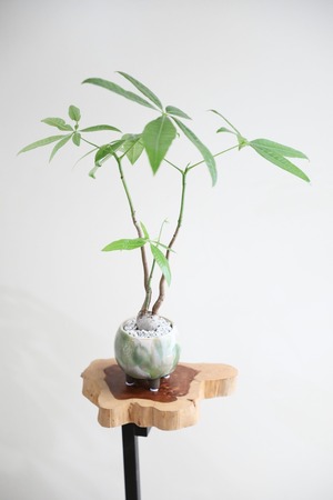 【M】パキラ/Pachira ※陶器鉢付き