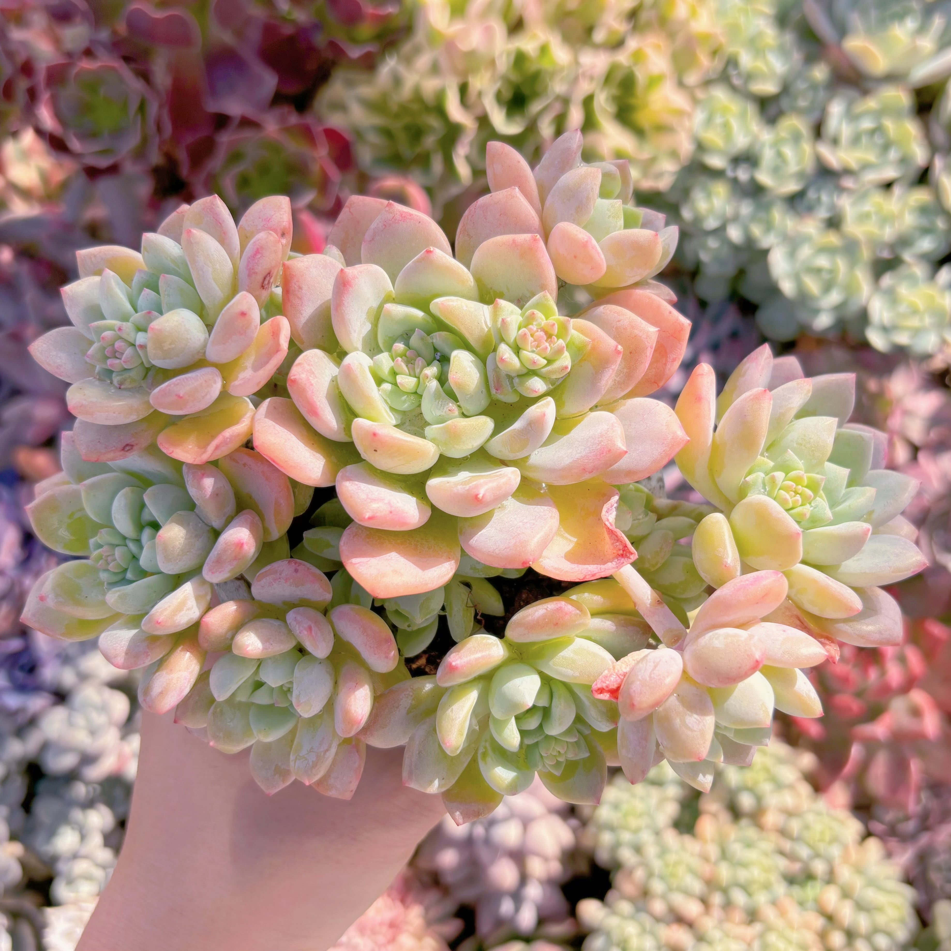 多肉植物　千本桜(大)　群生　新入荷　るる農園