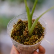 アロカシア グリーンベルベット / Alocasia Green Velvet④ / 観葉植物