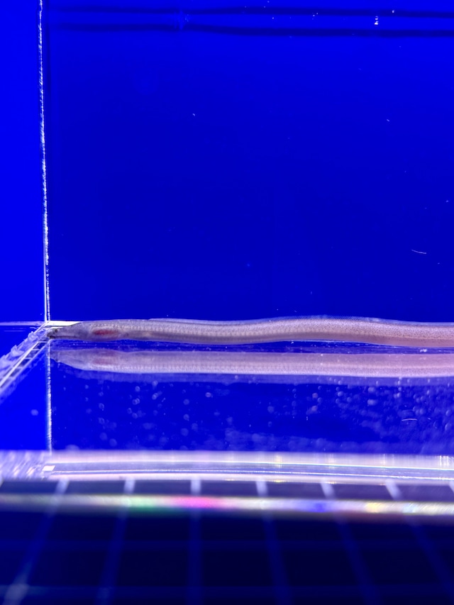 カワウミヘビ