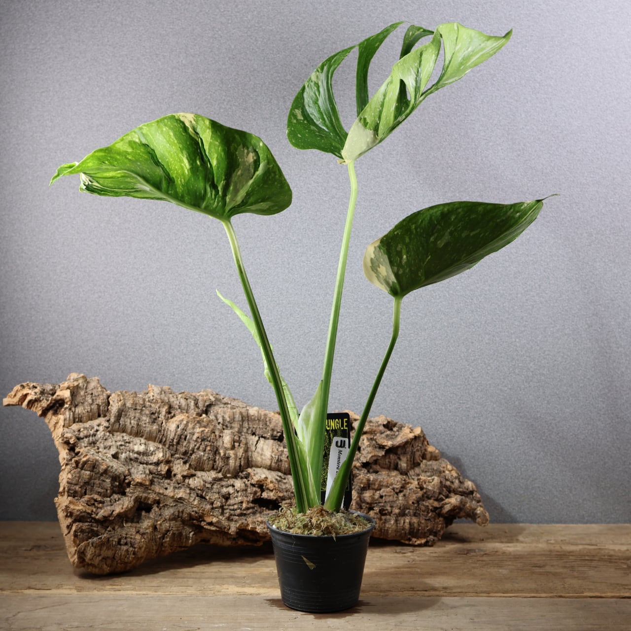 827『urban jungle モンステラ デリシオーサ 'メデューサ'』観葉植物