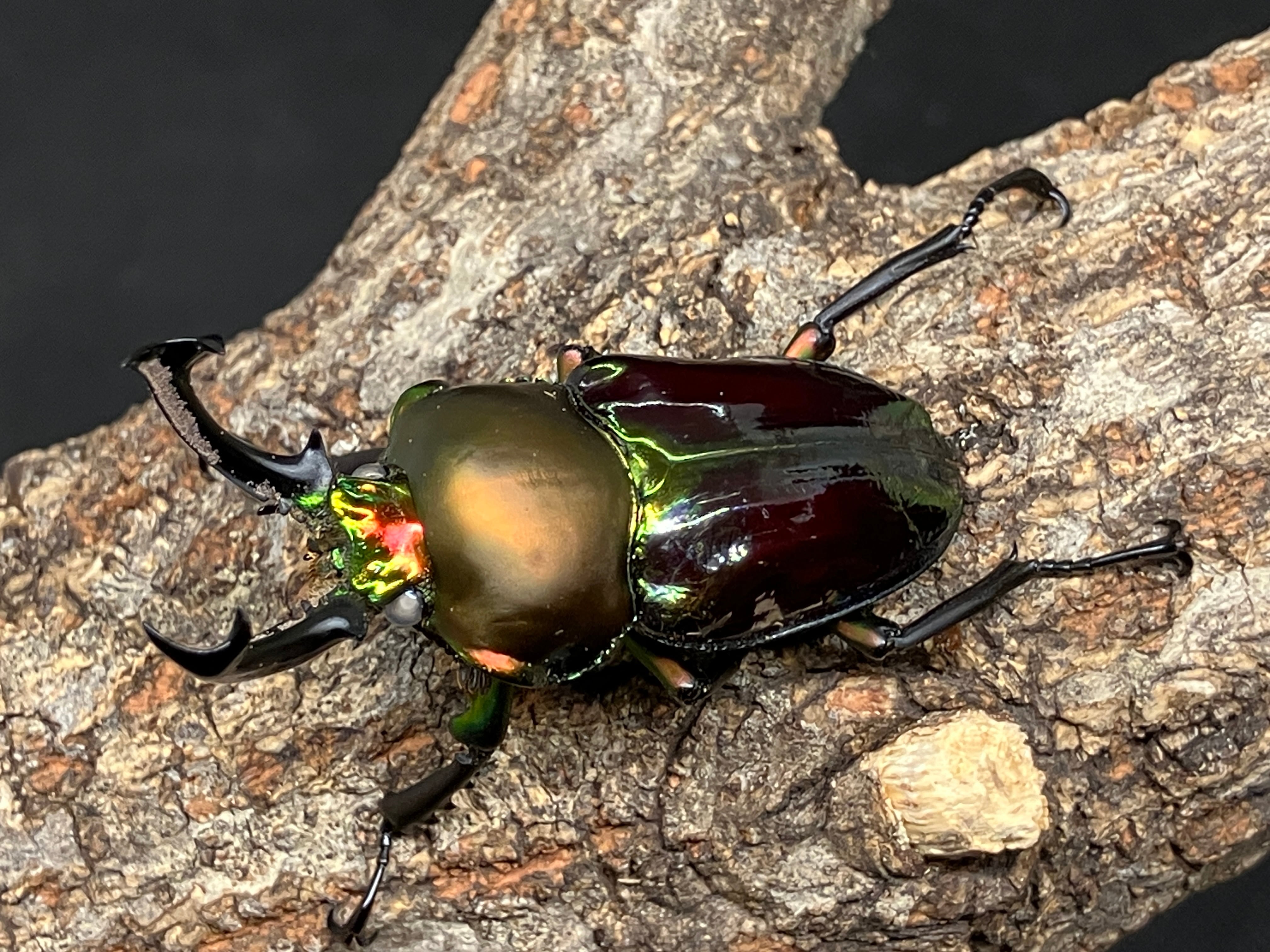 伝説の七節】ロードハウナナフシに酷似のトゲアシフトナナフシオバケ