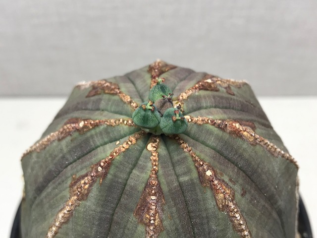 ユーフォルビア オベサ