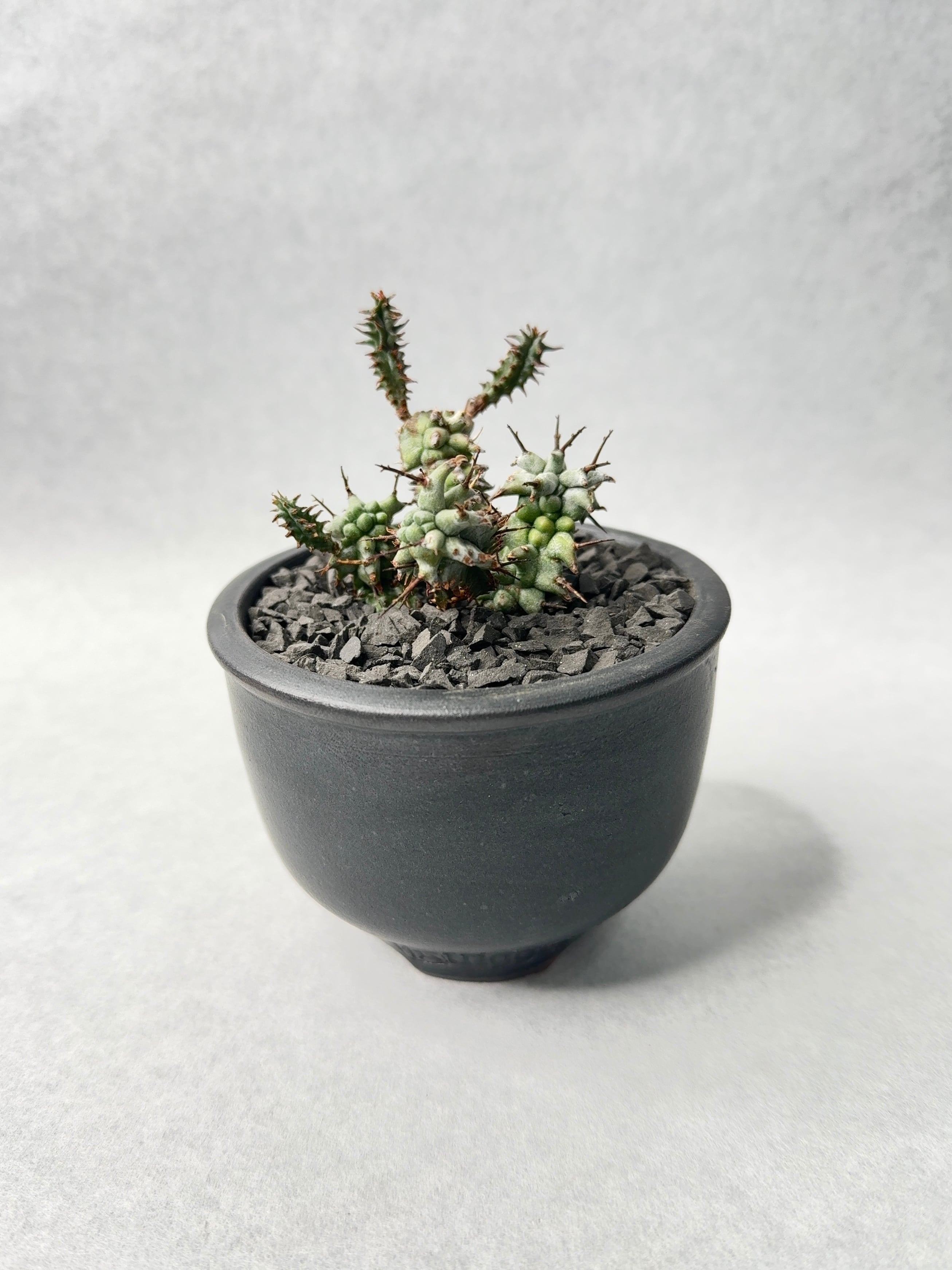 ユーフォルビア・ホリダモンスト