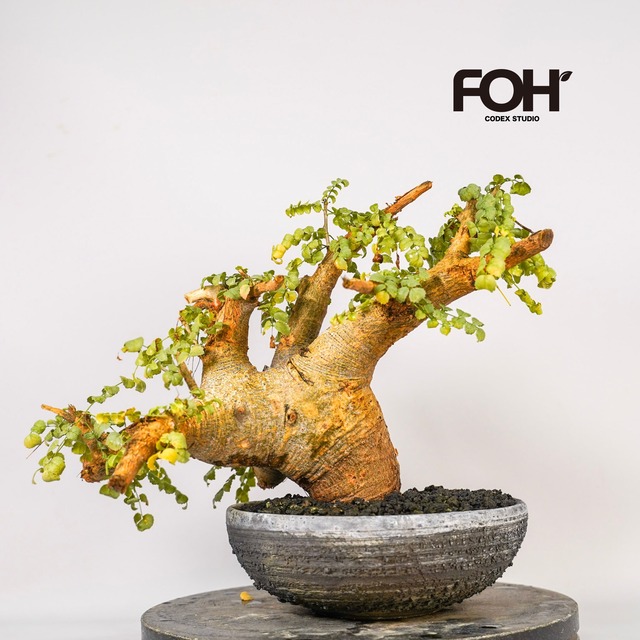 F54 コミフォラ サクシコラ  発根済 現地球