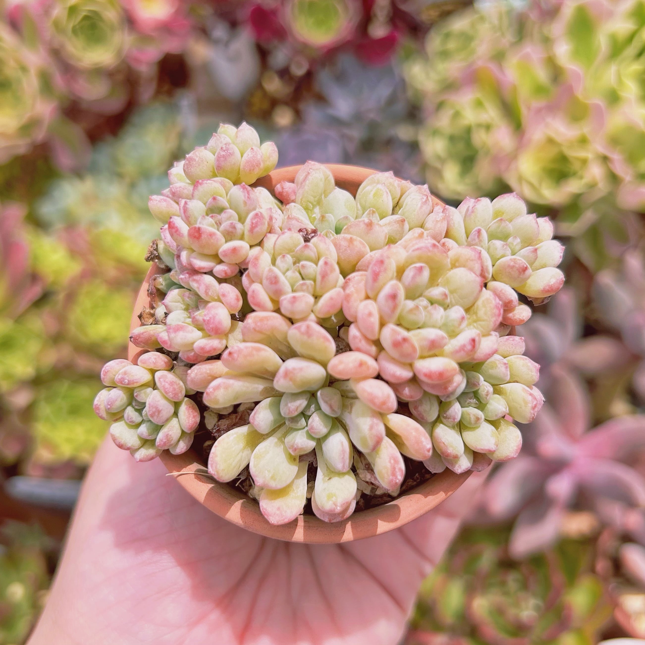 #603現物　多肉植物　萌豆　抜き苗