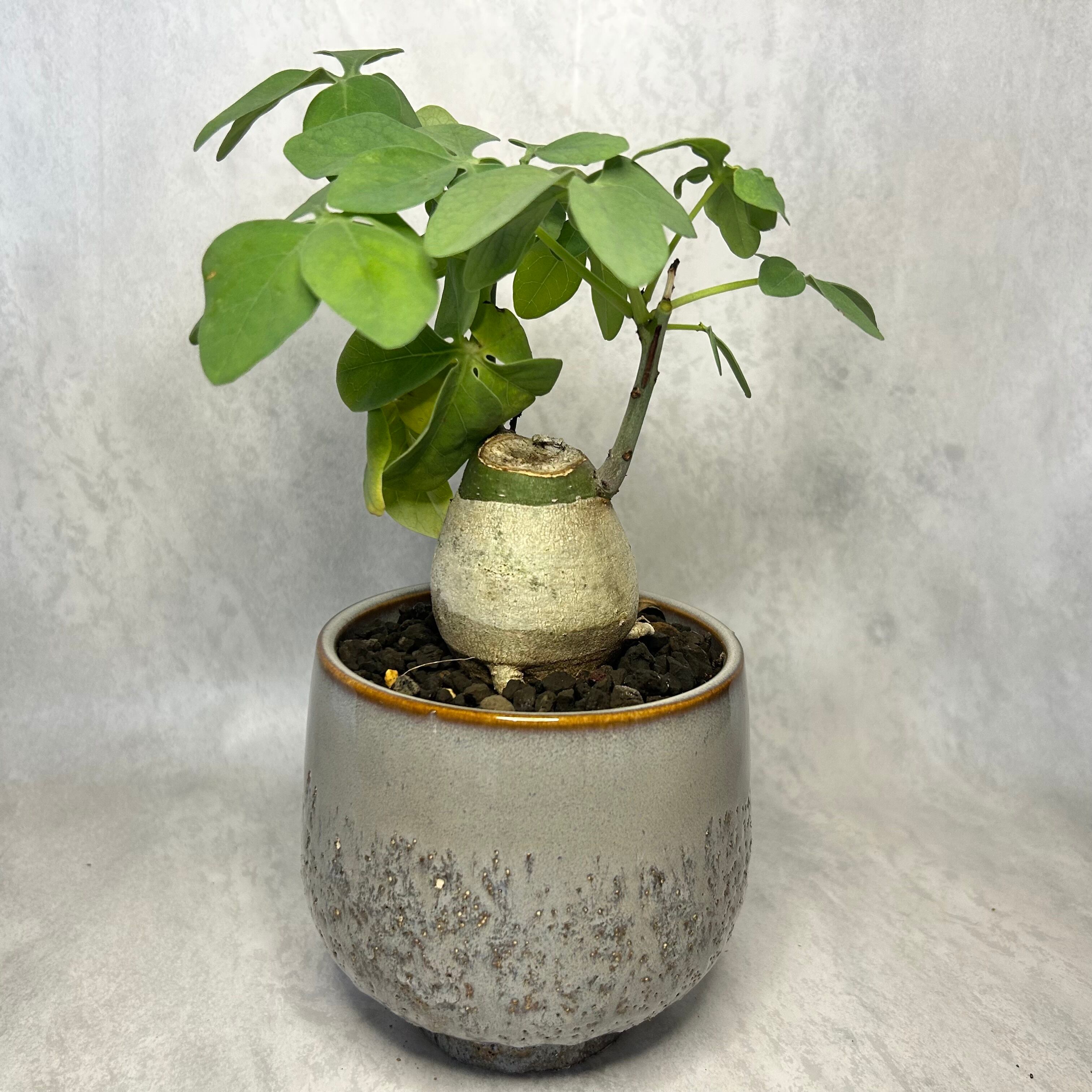 チレコドン ワリチー 冬型塊根植物 冬型コーデックス | PLARE