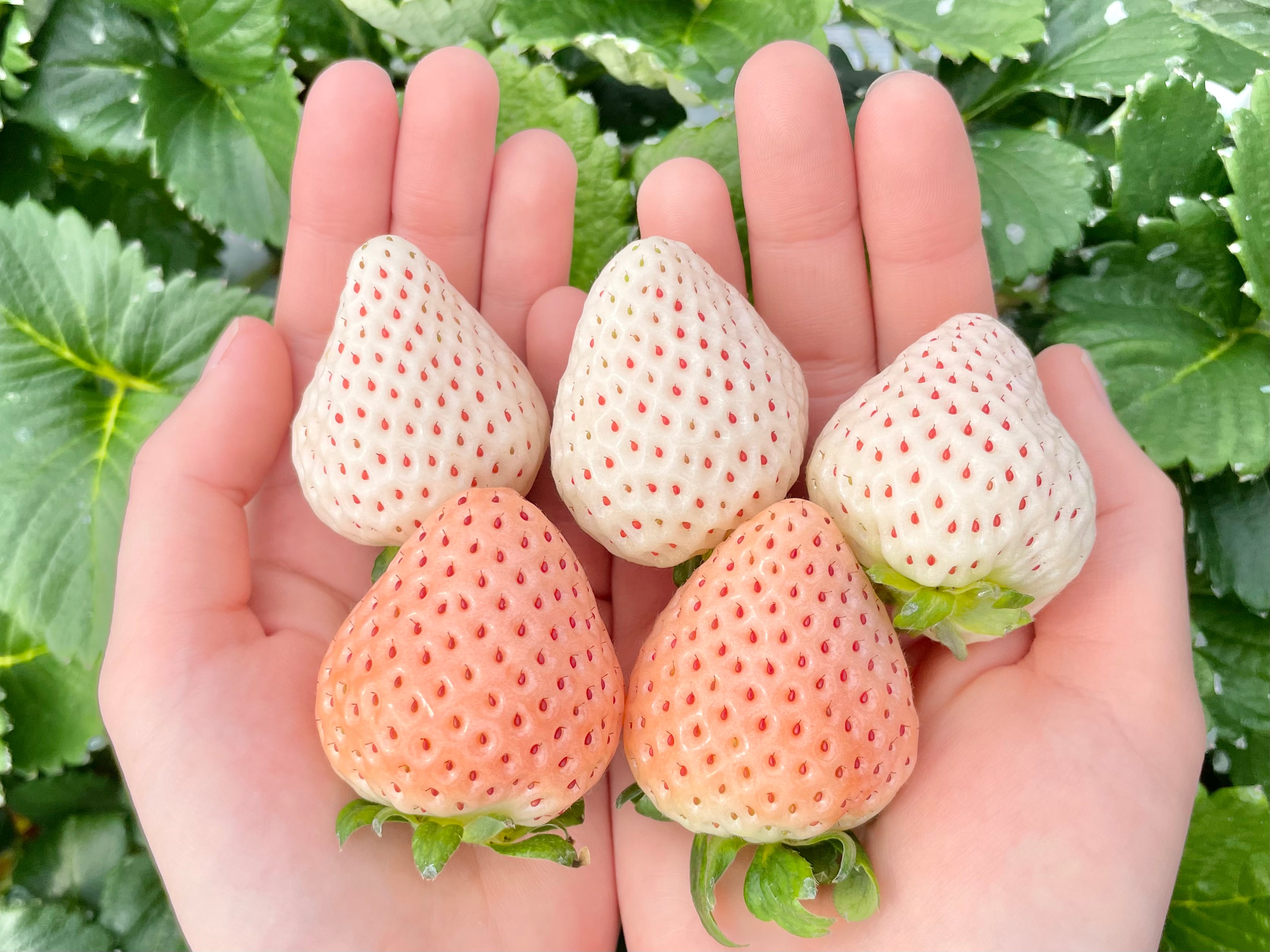 淡雪と天使のいちご(白いちご詰め合わせ)