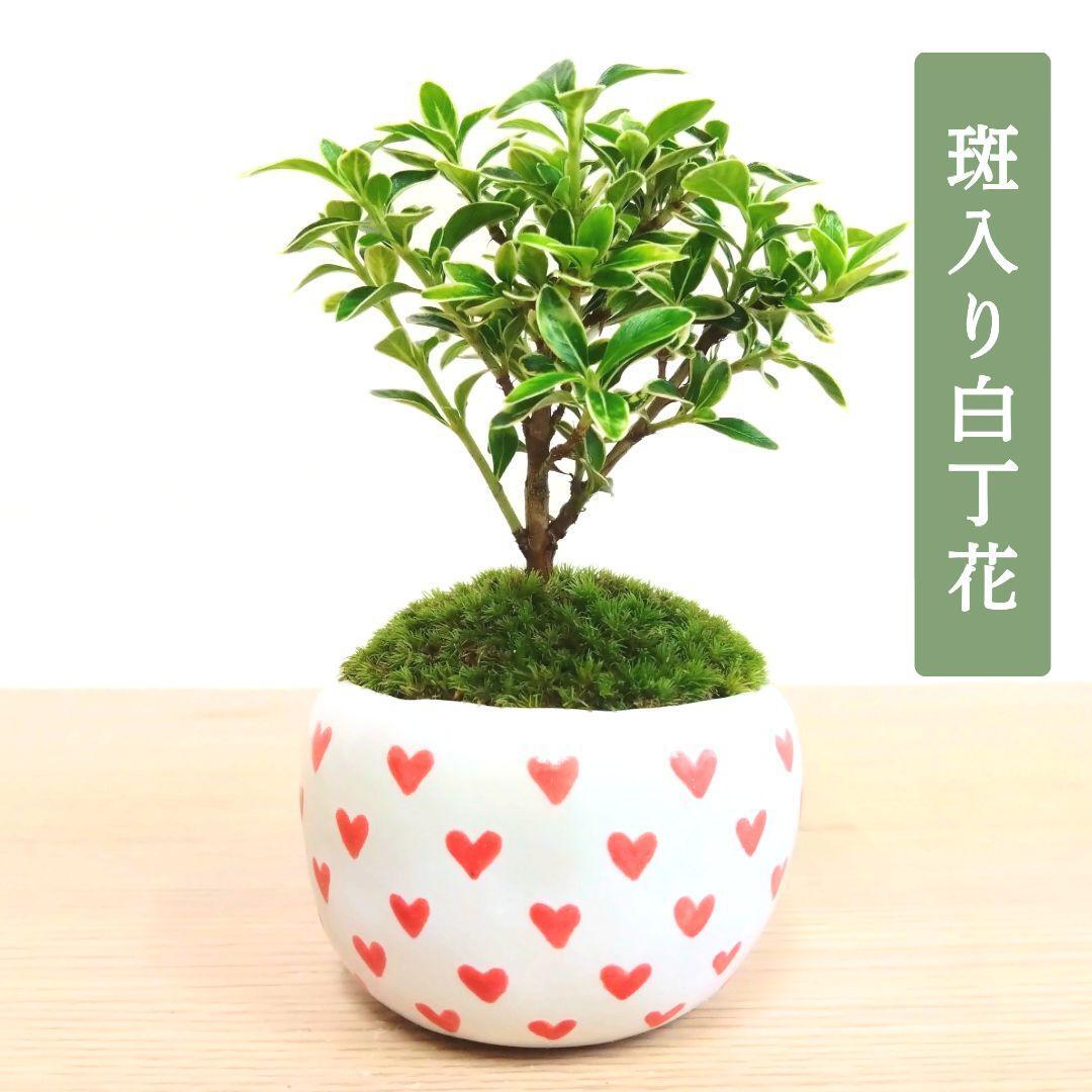 POTOCO 唐楓 楓 カエデ 観葉植物 陶器鉢 盆栽 小品盆栽 苔玉 苔 | POTOCO