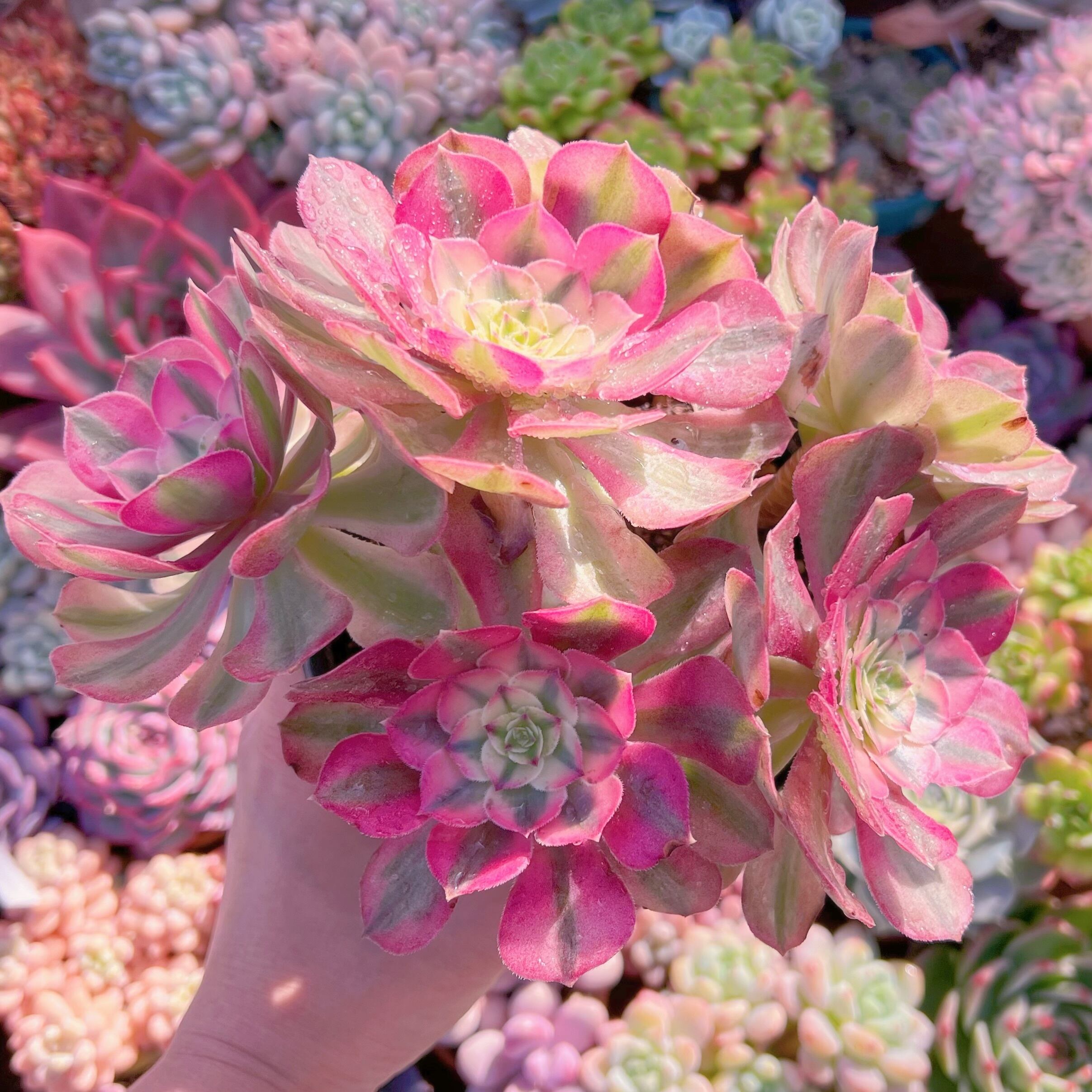 現品　ハロウィン白錦#687    大群生　新入荷