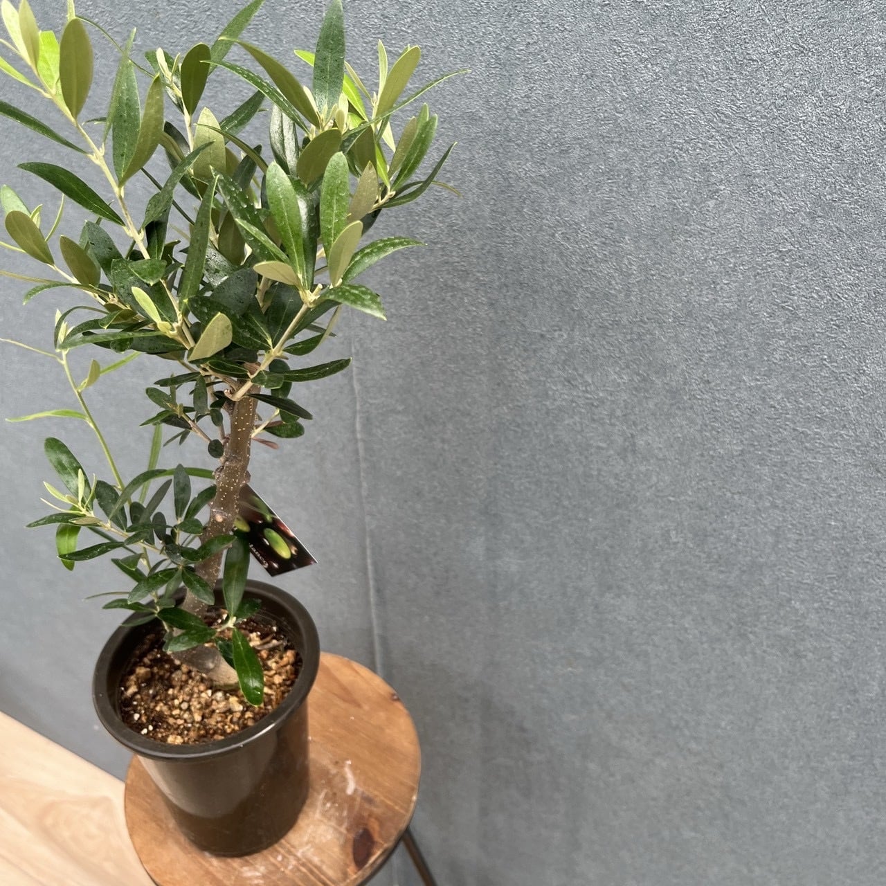 現品］16番 創樹 オリーブ ネバディロブランコ 4号 観葉植物 屋外