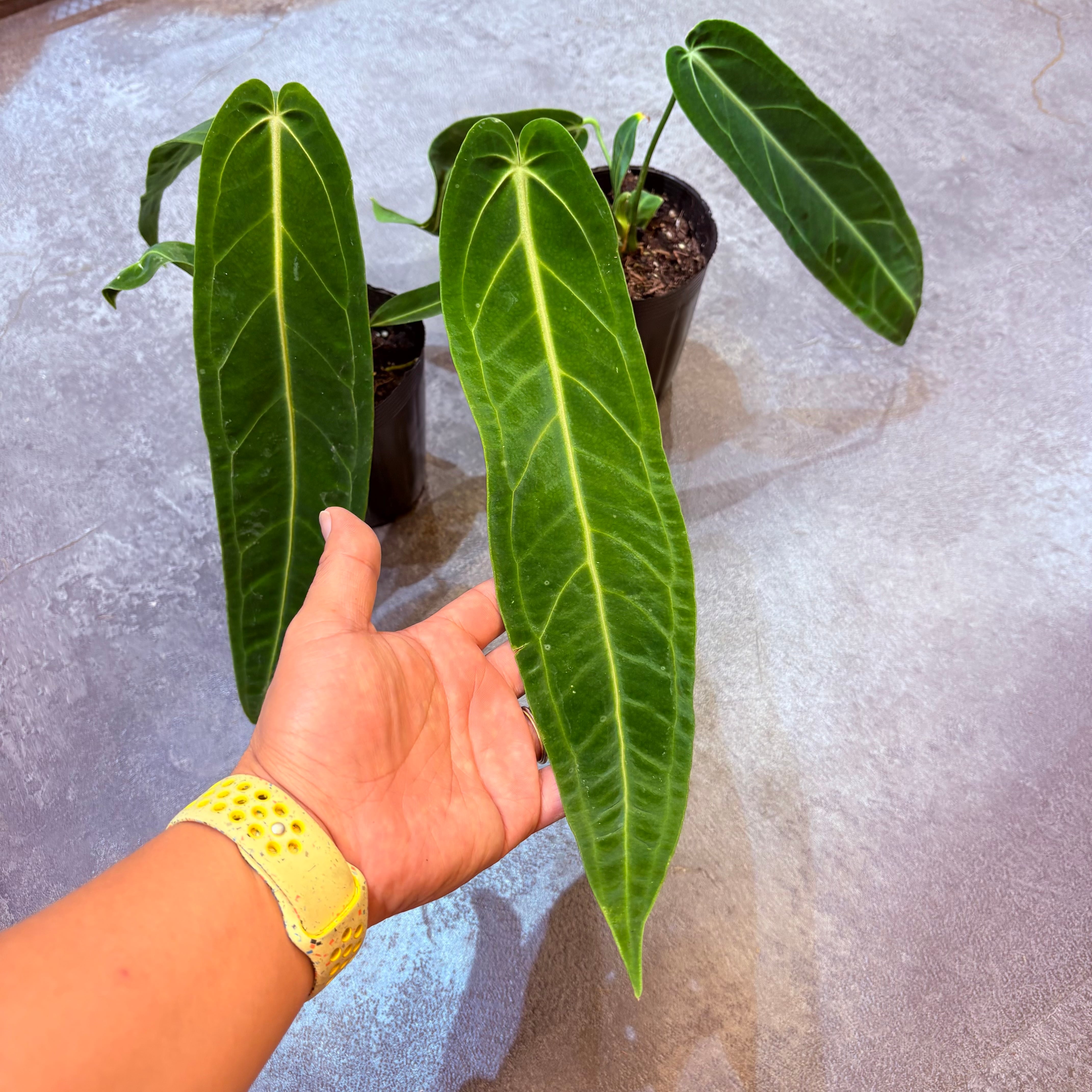 アンスリウム ワロクアナム 3.5号 | Green Vibes 宇都宮市の観葉植物専門店