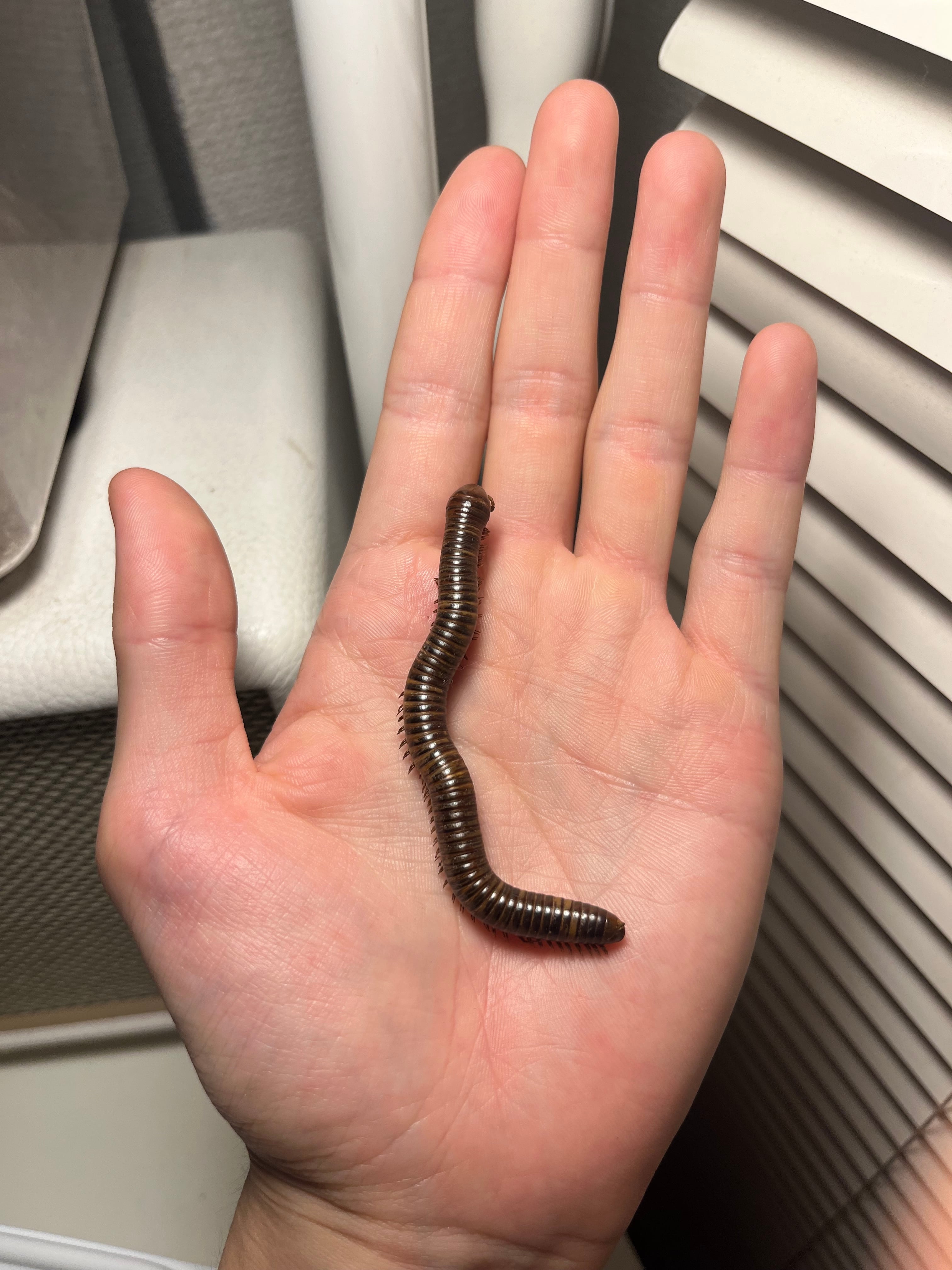 標本】ベトナムのヤスデ ベトナムオオヤスデミリピードムカデ