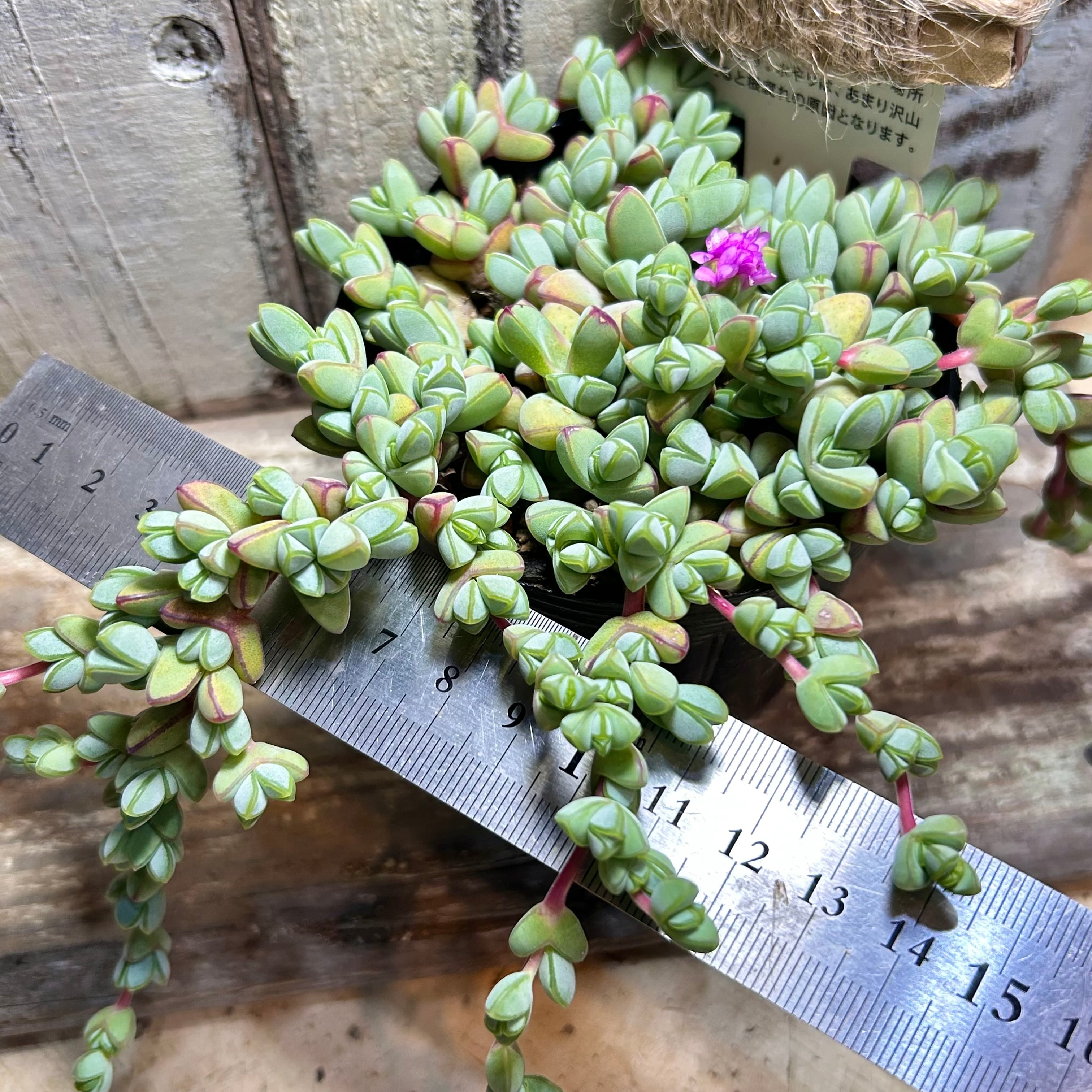 碧魚連 | RuPo 多肉植物専門店