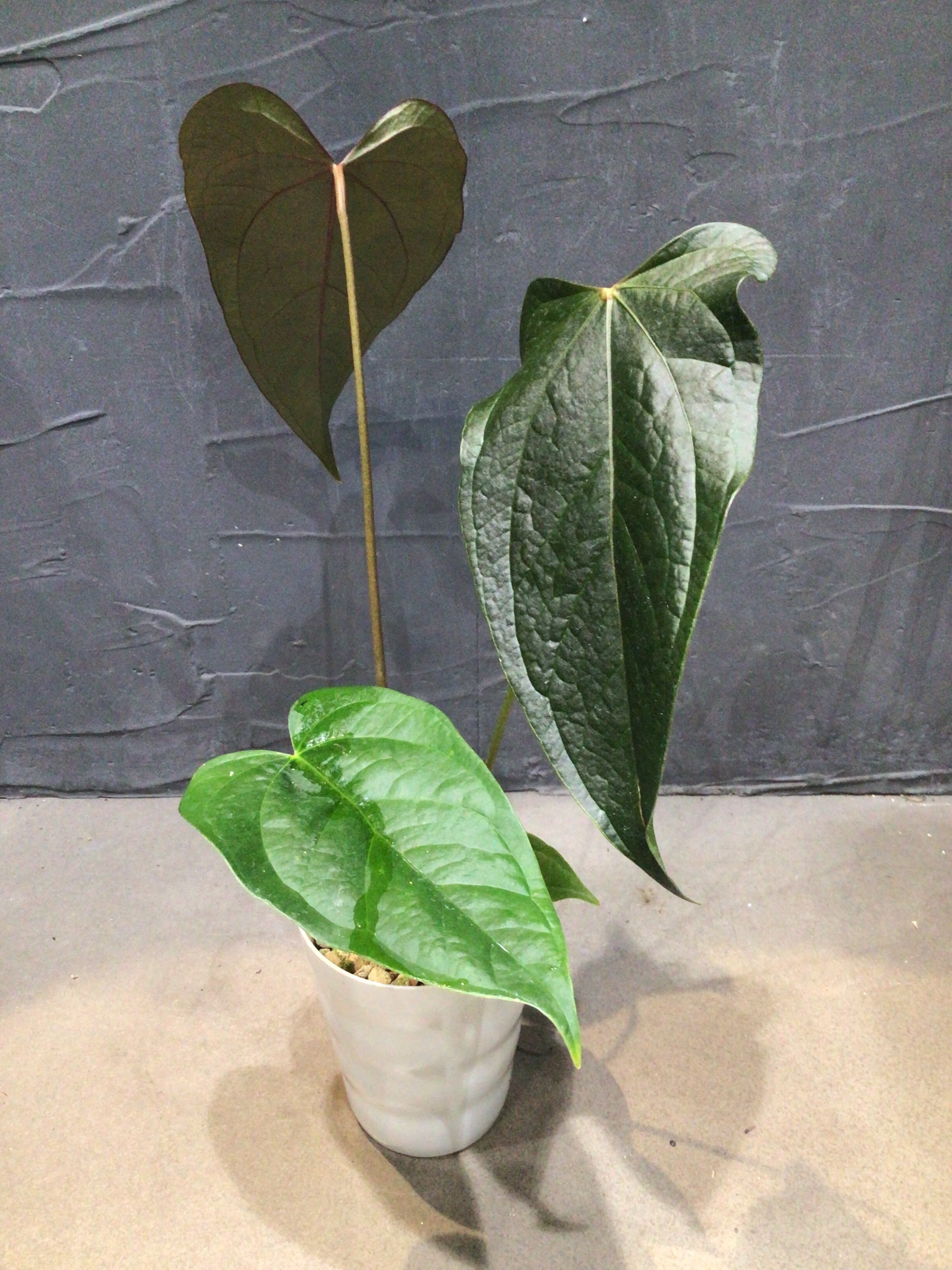 A アンスリウム クイーンオブハート | MIDORIYA 観葉植物専門店