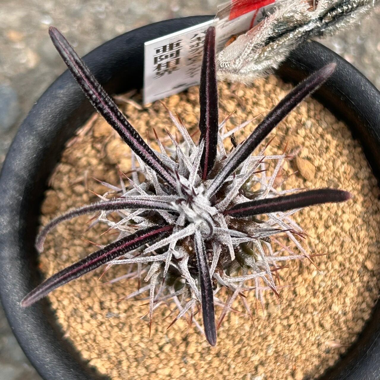 T)亜阿相界 パキポディウム、ゲアイ | RuPo 多肉植物専門店
