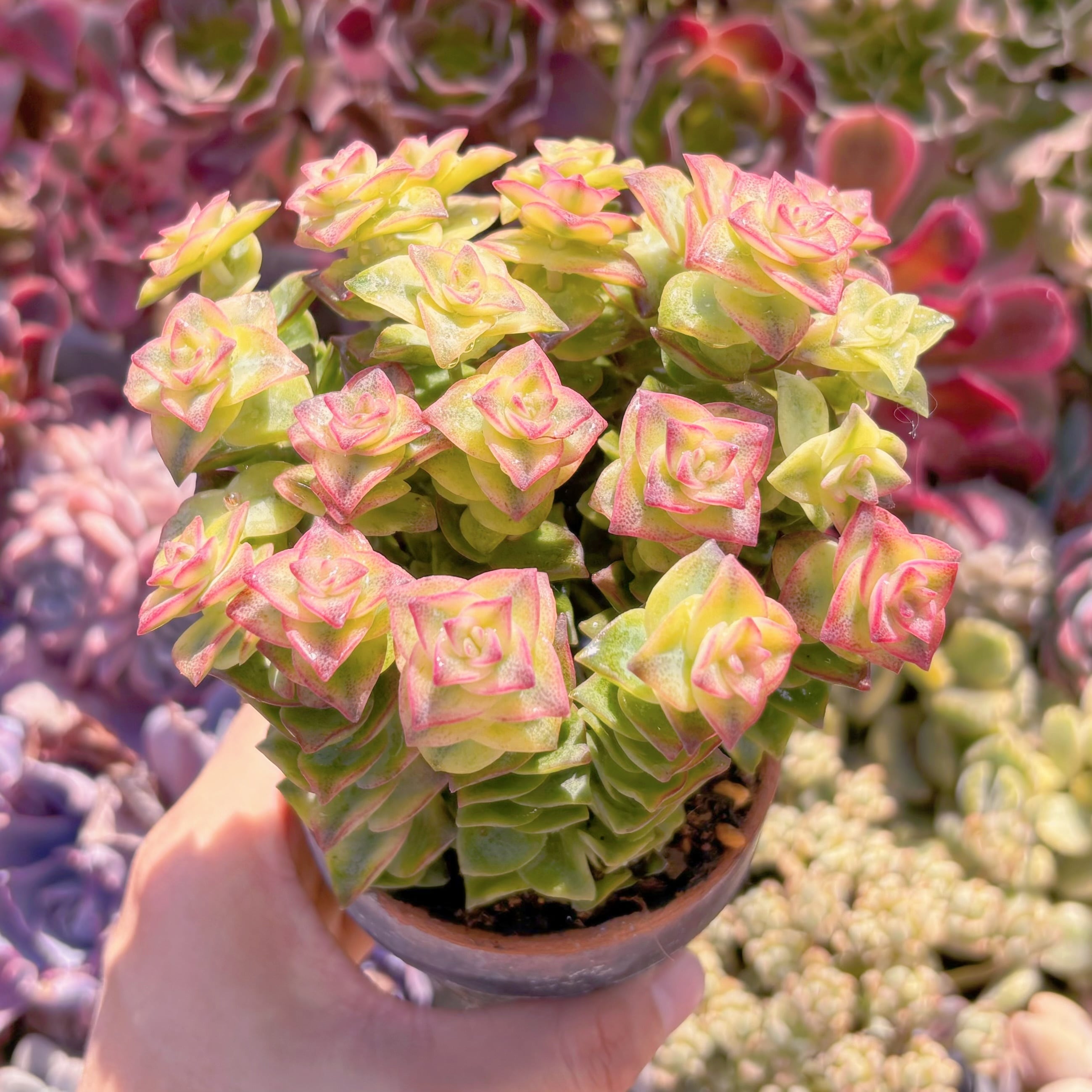 多肉植物　十字星錦(18頭)　新入荷　るる農園