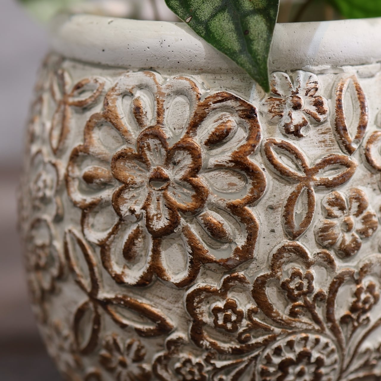 316 幻想的なシルバーヴェール『ピペル シルバティクム』観葉植物