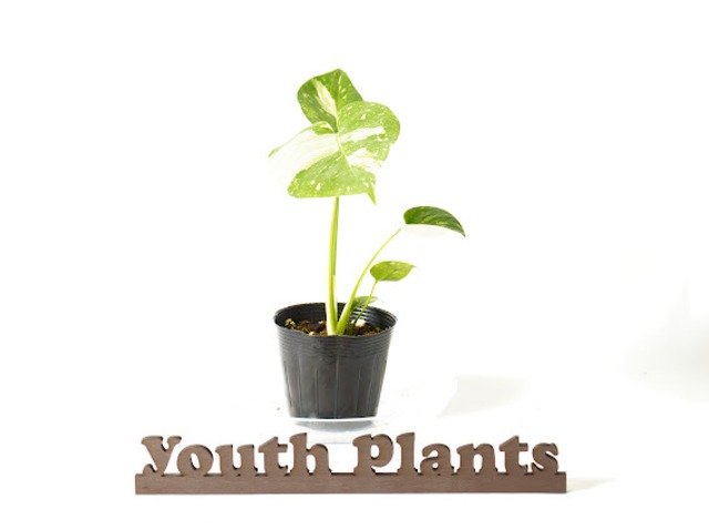 モンステラ デリシオーサ タイコンステレーション イエローモンスター  