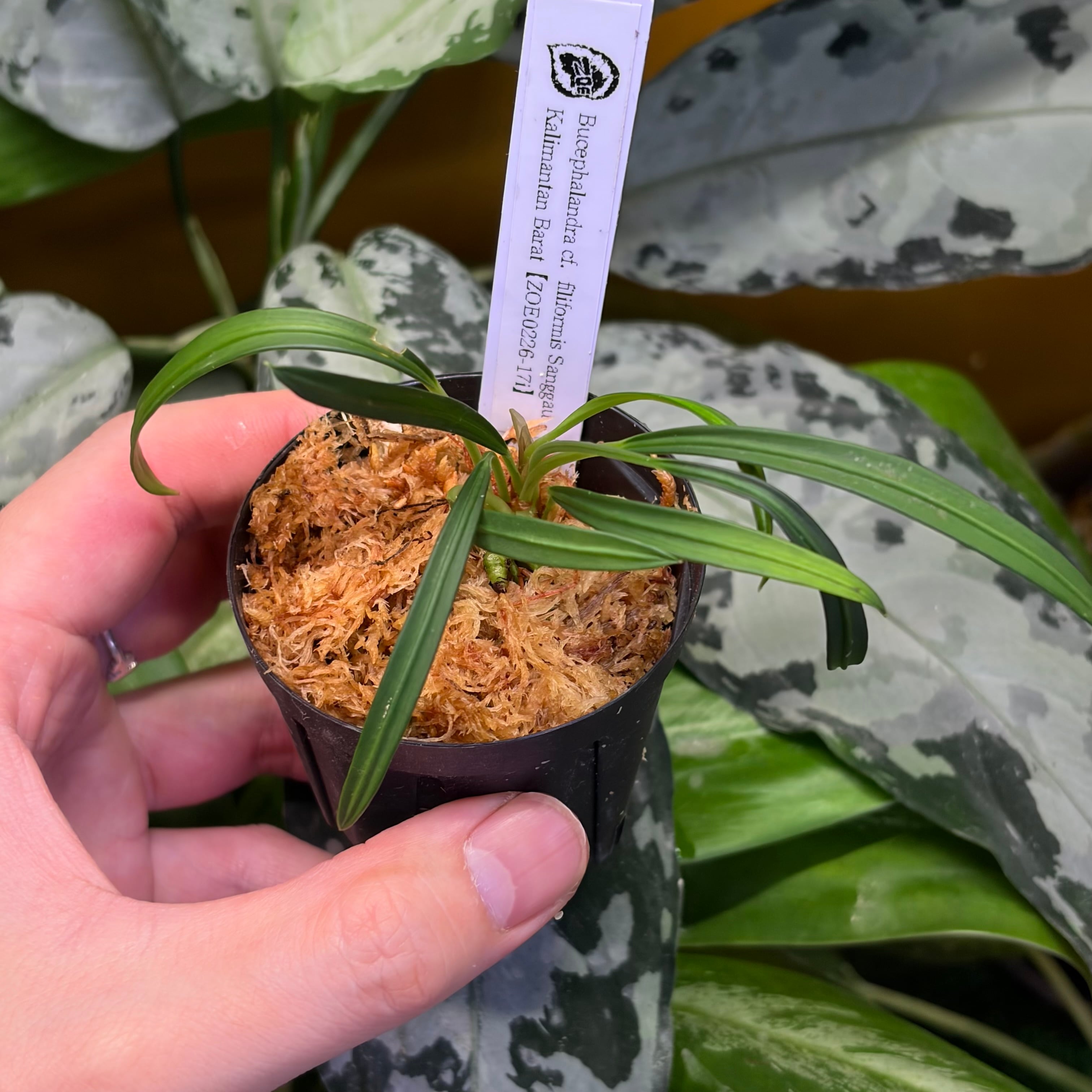 Bucephalandra cf. filiformis Sanggau Kalimantan Barat【ZOE0226-17i
