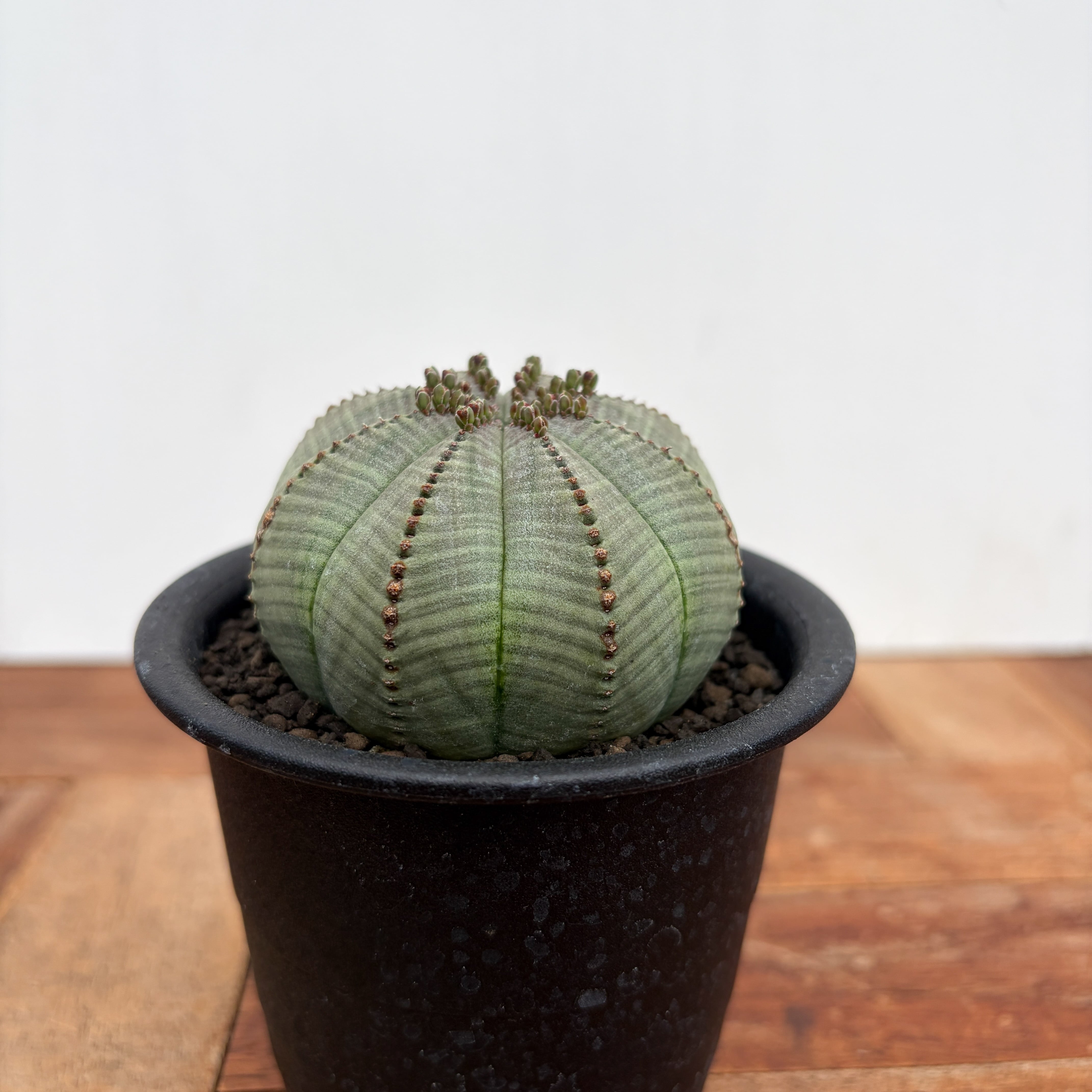 Euphorbia obesa【ユーフォルビア・オベサ・実生】 | RIMO'S GREEN