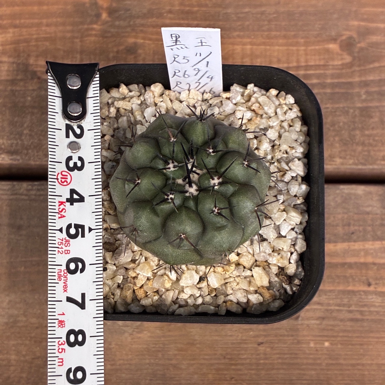 【新着3日限定10%OFF】【Copiapoa】サボテン コピアポア 黒王丸 実生【362】