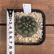 【新着3日限定10%OFF】【Copiapoa】サボテン コピアポア 黒王丸 実生【362】