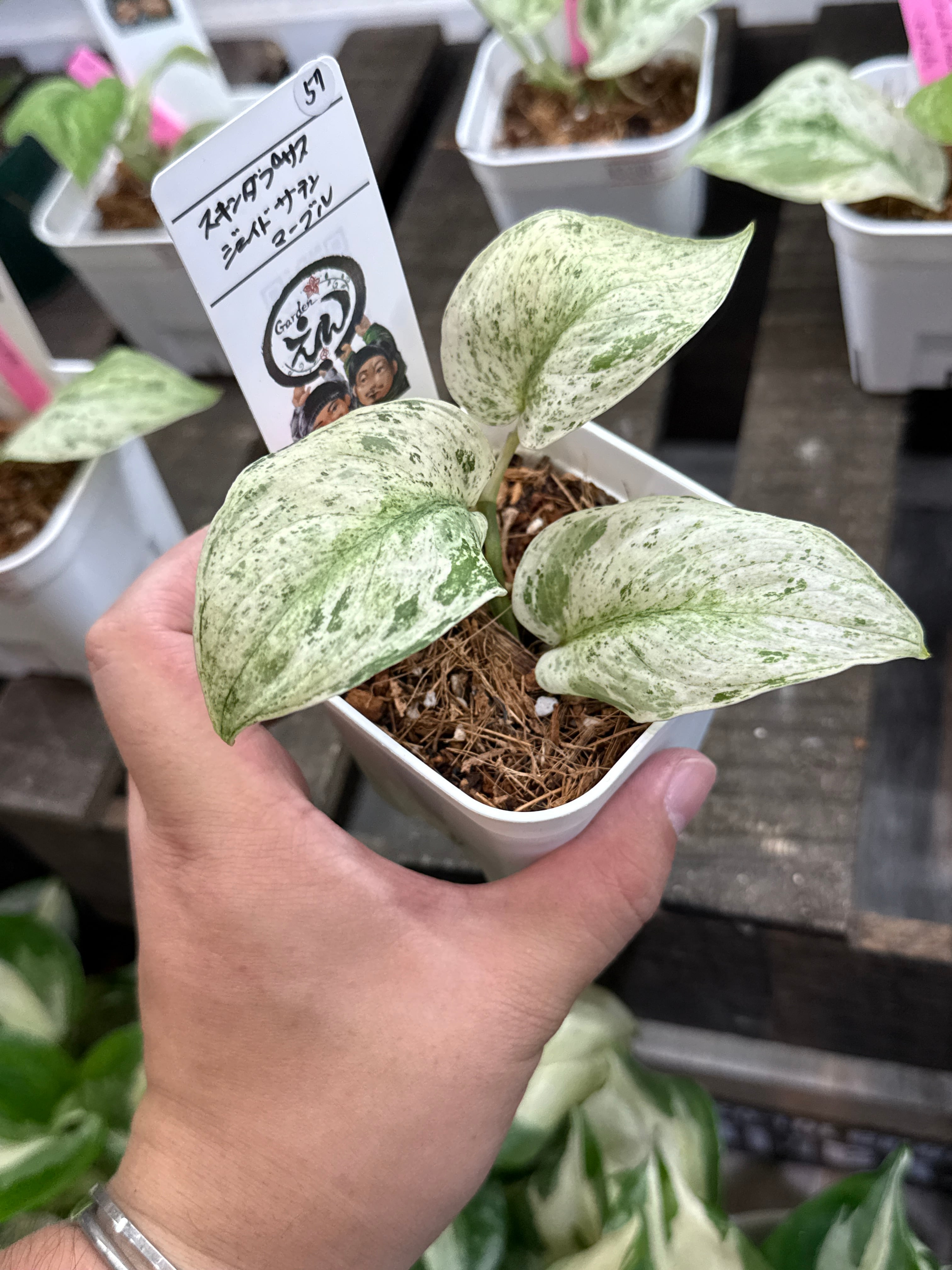 57. スキンダプサス ジェイドサテンマーブル | Gardenえん 【観葉熱帯