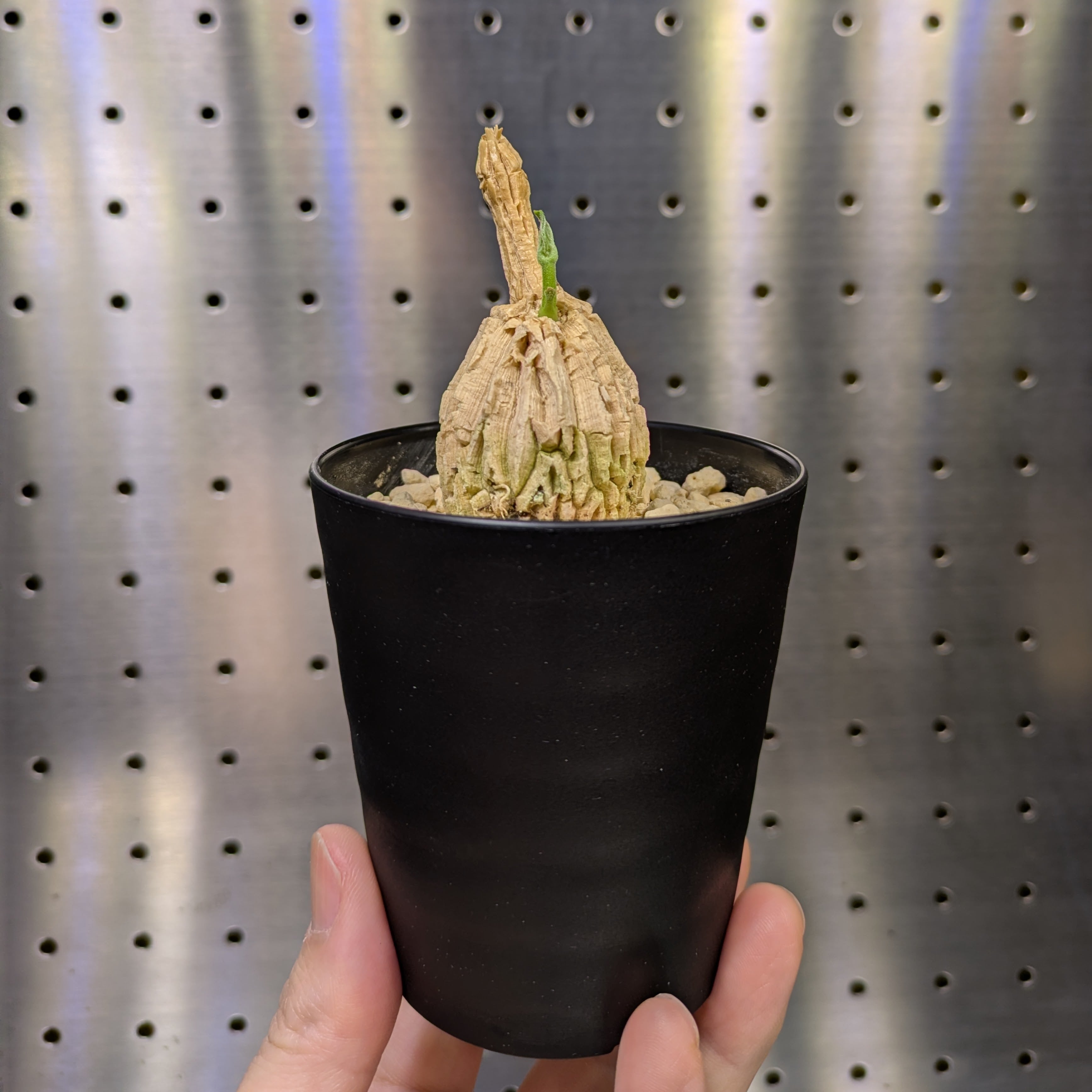 光堂 パキポディウム・ナマクアナム【実生株】鉢・鉢皿セット | Moon