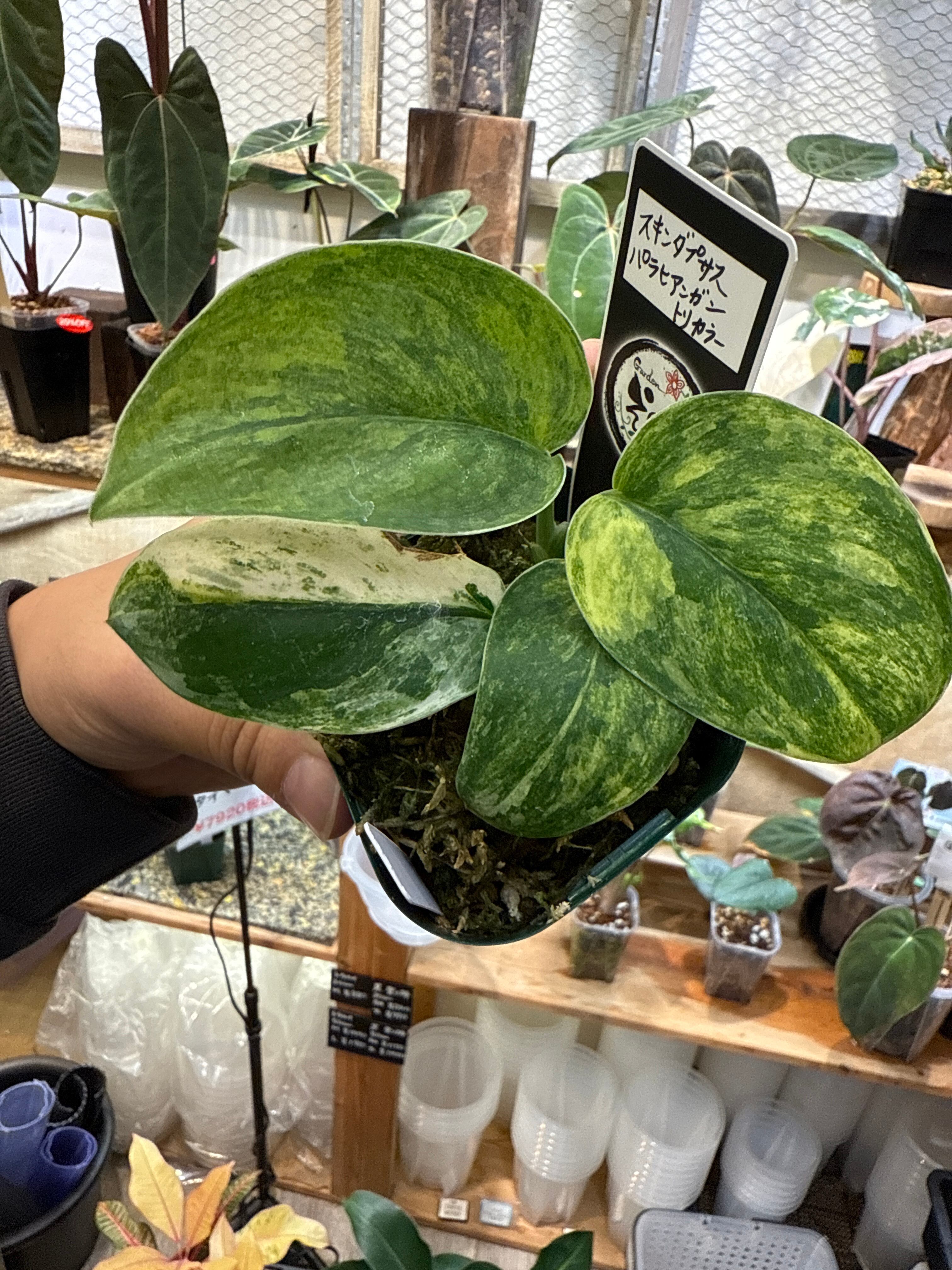 hatsumi様専用ご決済分 | Gardenえん 【観葉熱帯植物・多肉植物】